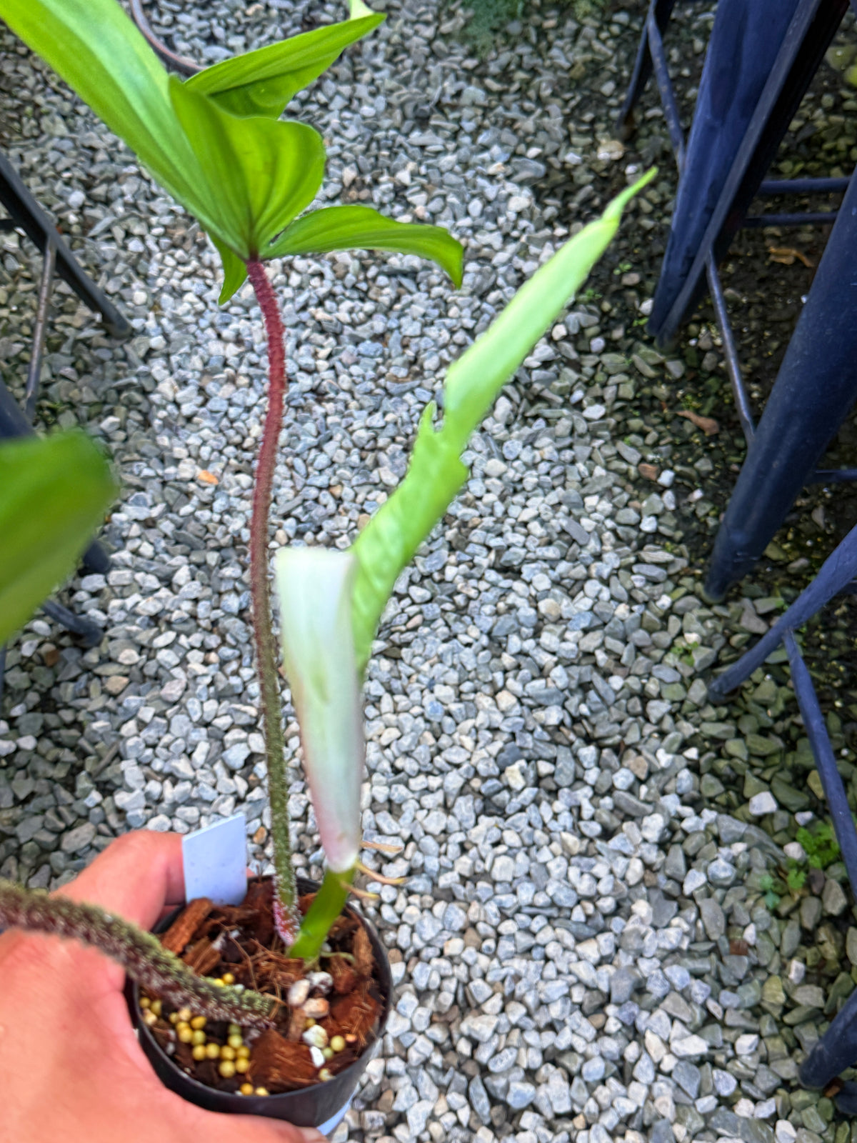 Philodendron Squamiferum x Philodenron Florida Beauty Variegata (Reverted) V2