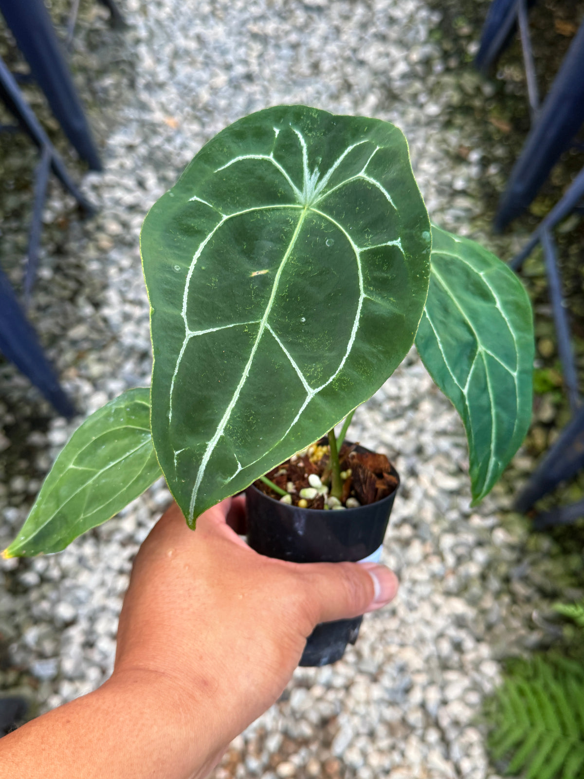 Anthurium Forgetii Hybrid U84