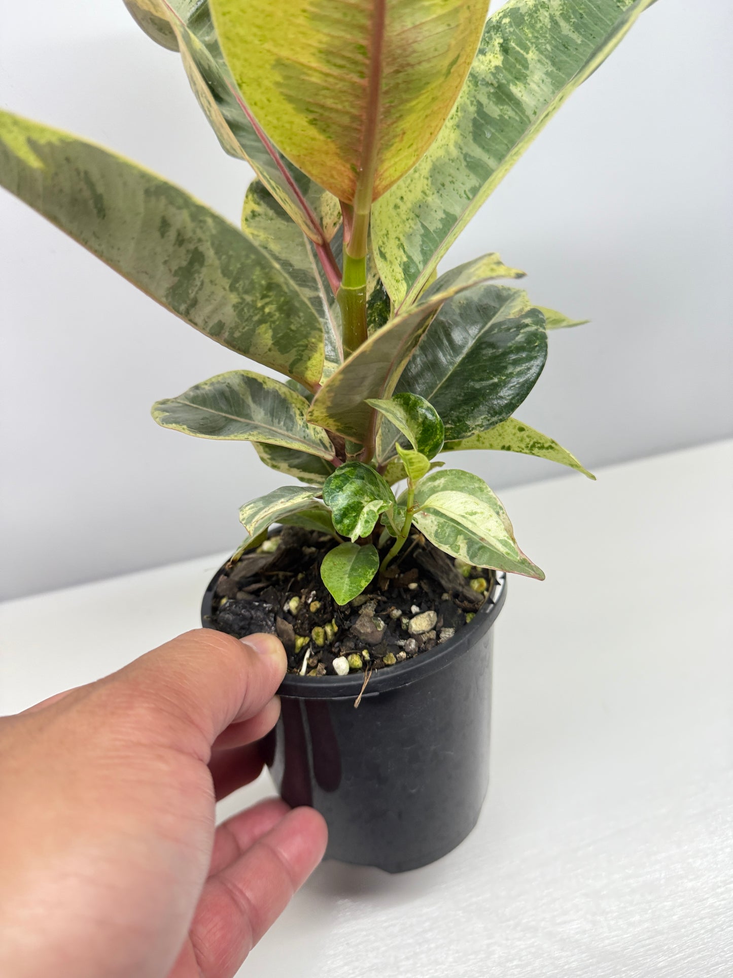 Ficus Shivereana Y22