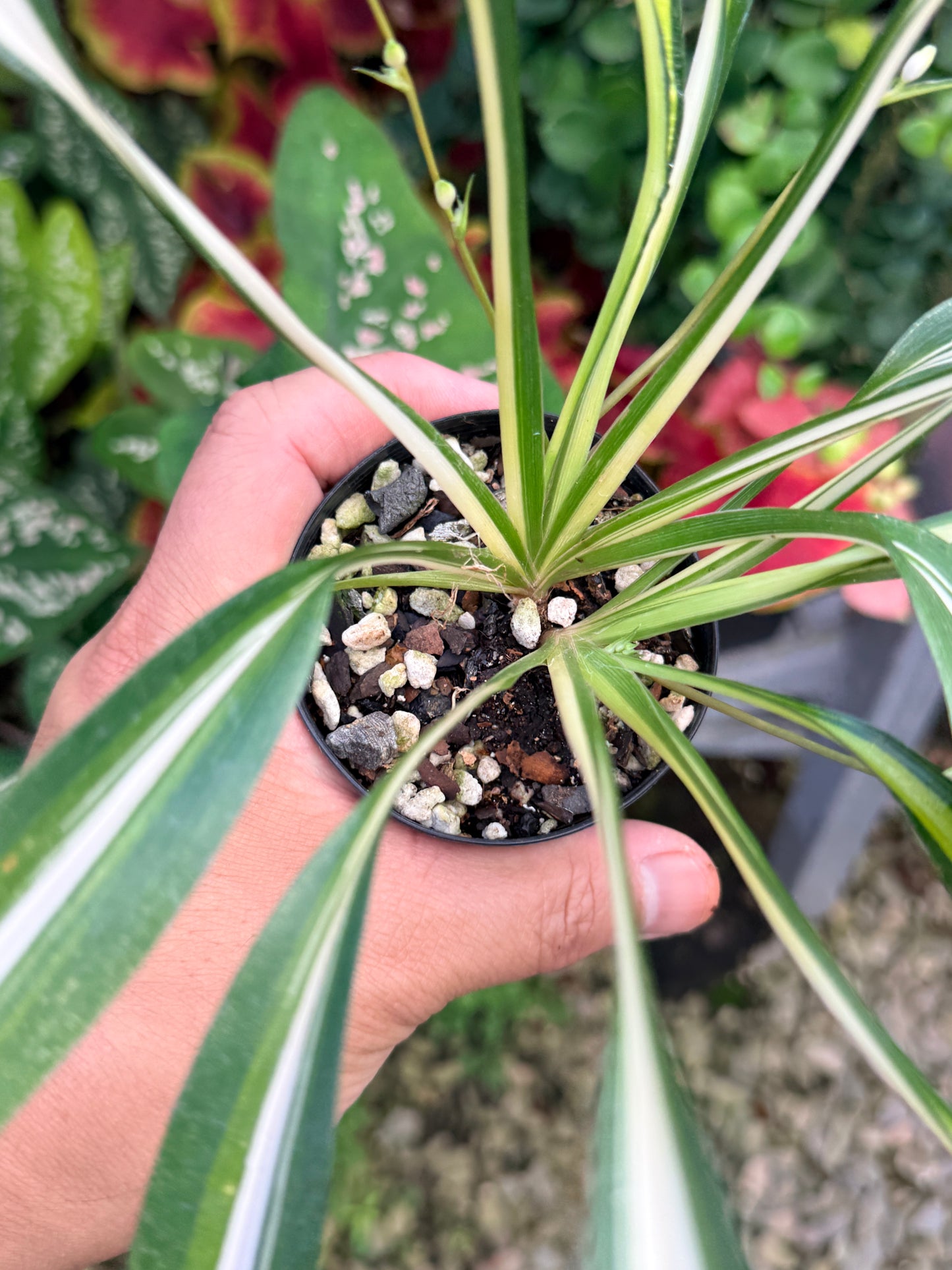 Chlorophytum capense Variegata aka 'Variegated Spider Plant' M25