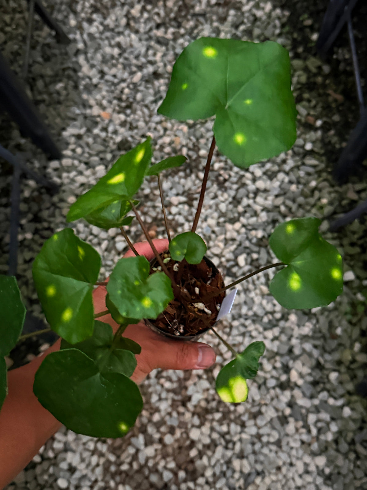Farfugium japonicum 'Leopard Plant' V9