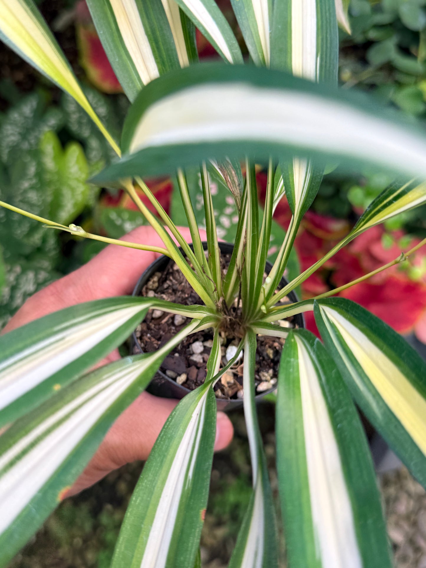 Chlorophytum capense Variegata aka 'Variegated Spider Plant' M26