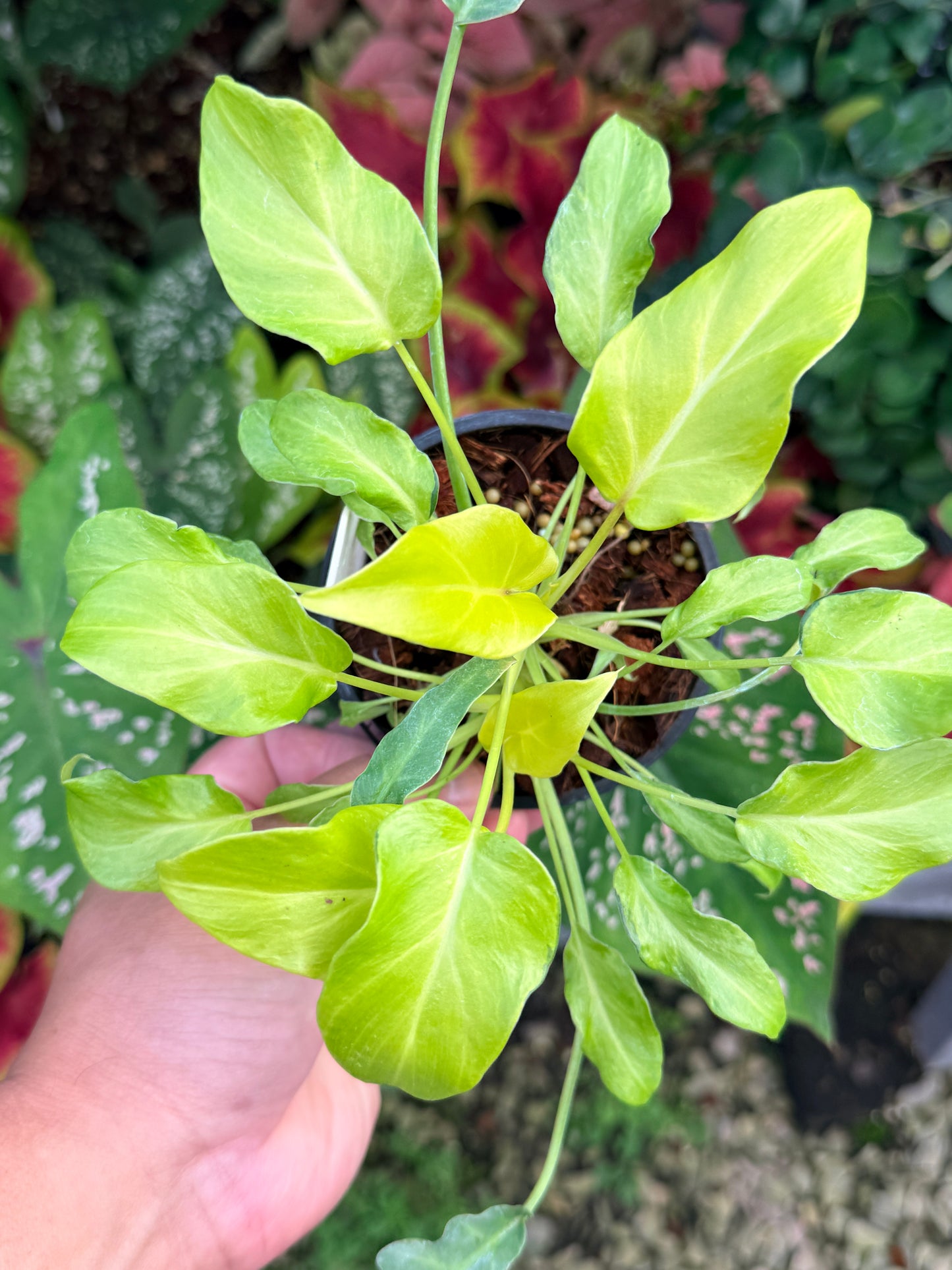 Philodendron Xanadu Variegated M27
