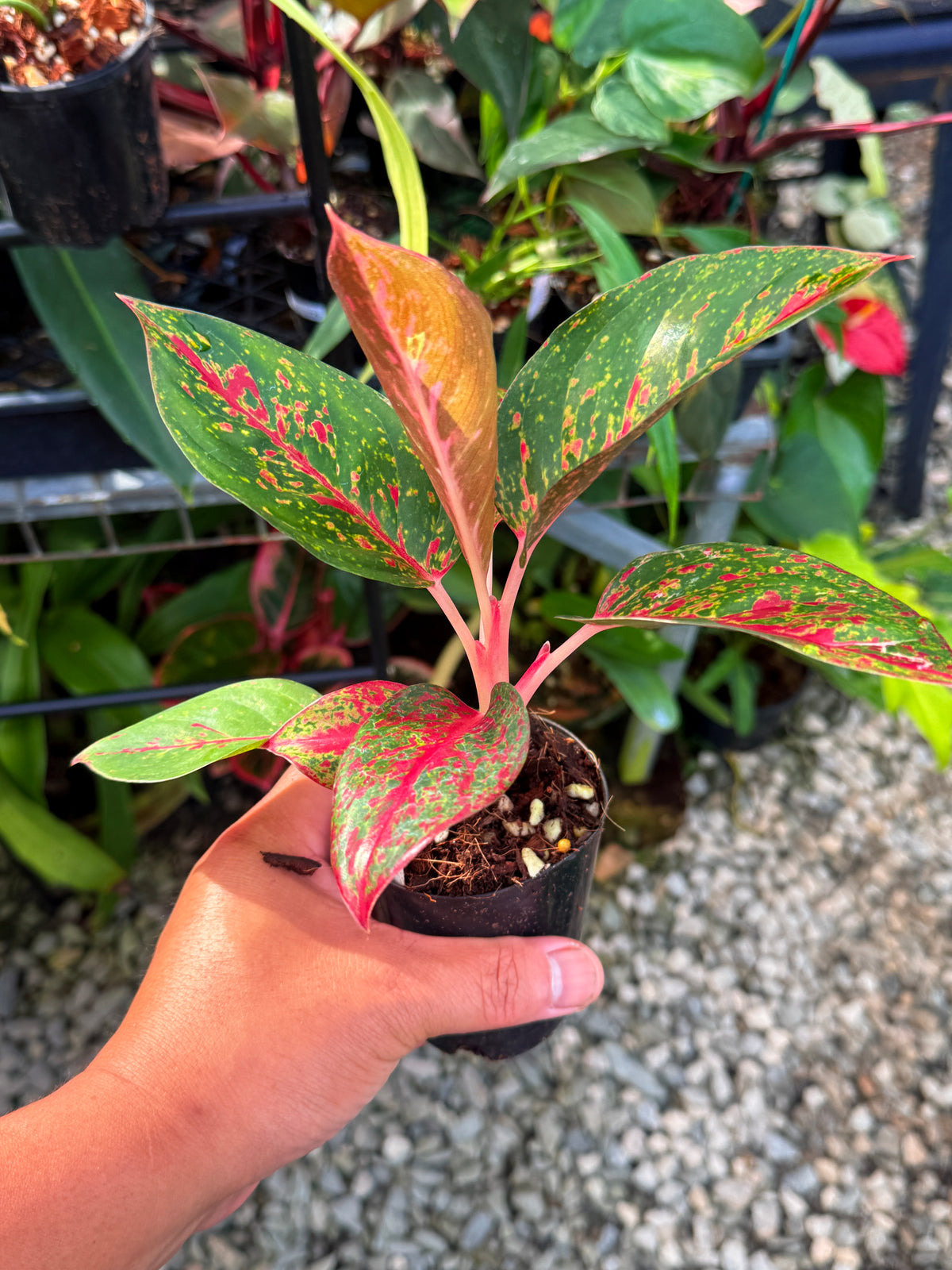 Aglaonema 'Fireworks' V44