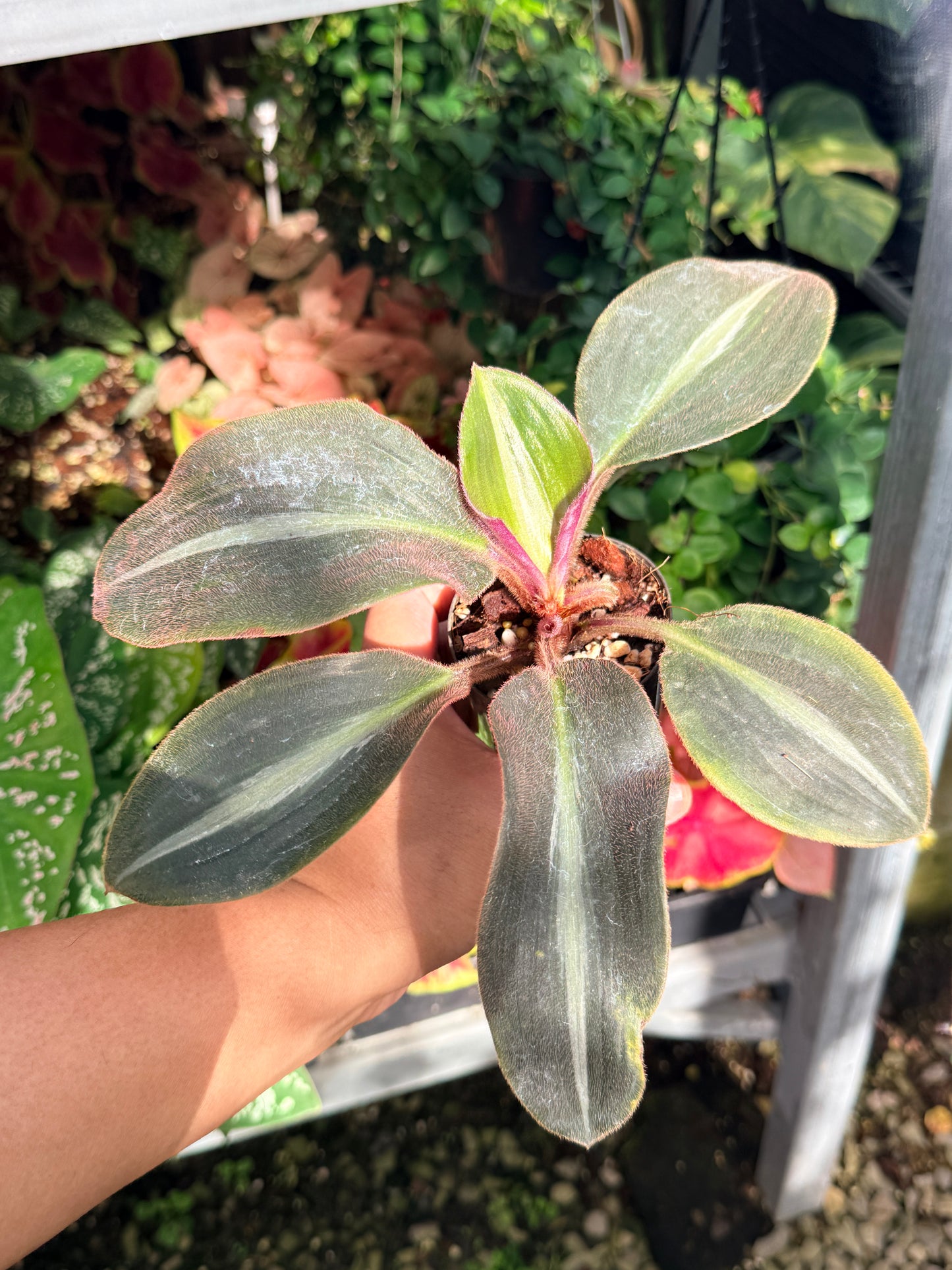 Siderasis Fuscata 'Brown Spiderwort' M14