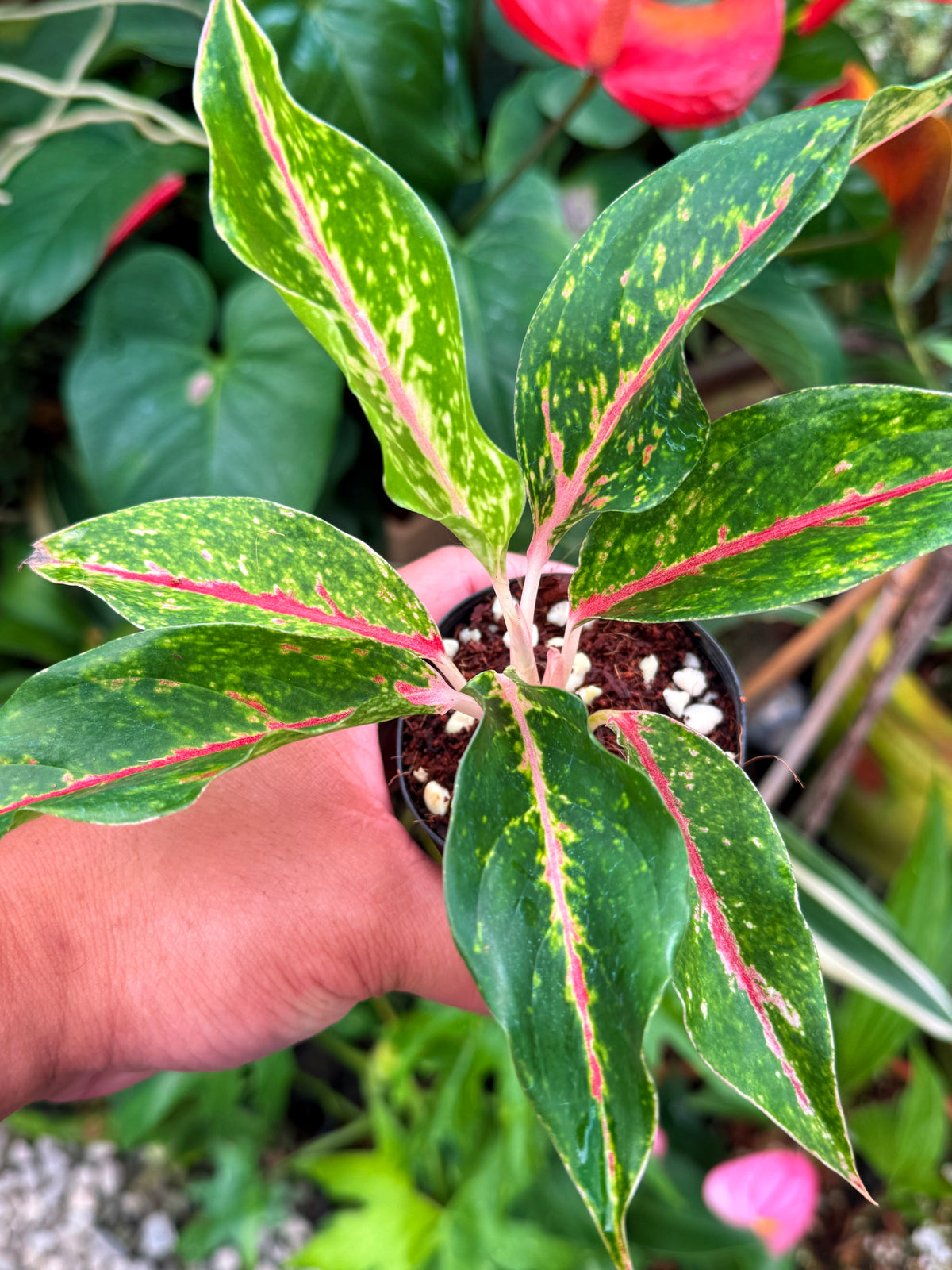 Aglaonema 'Night Sparkle' V46