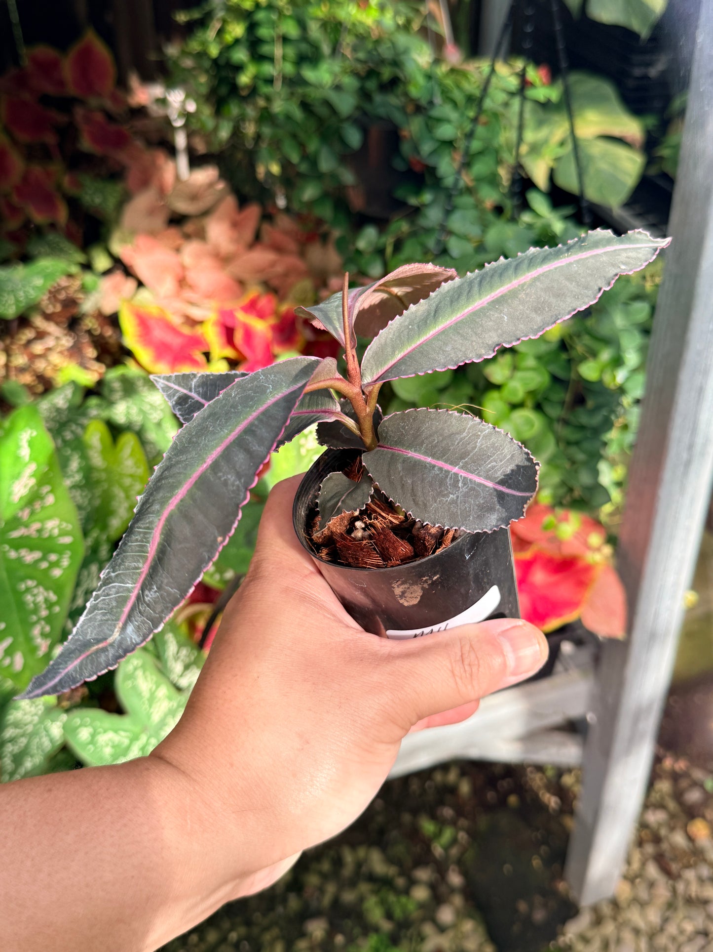 Labisia 'Pumila' M11