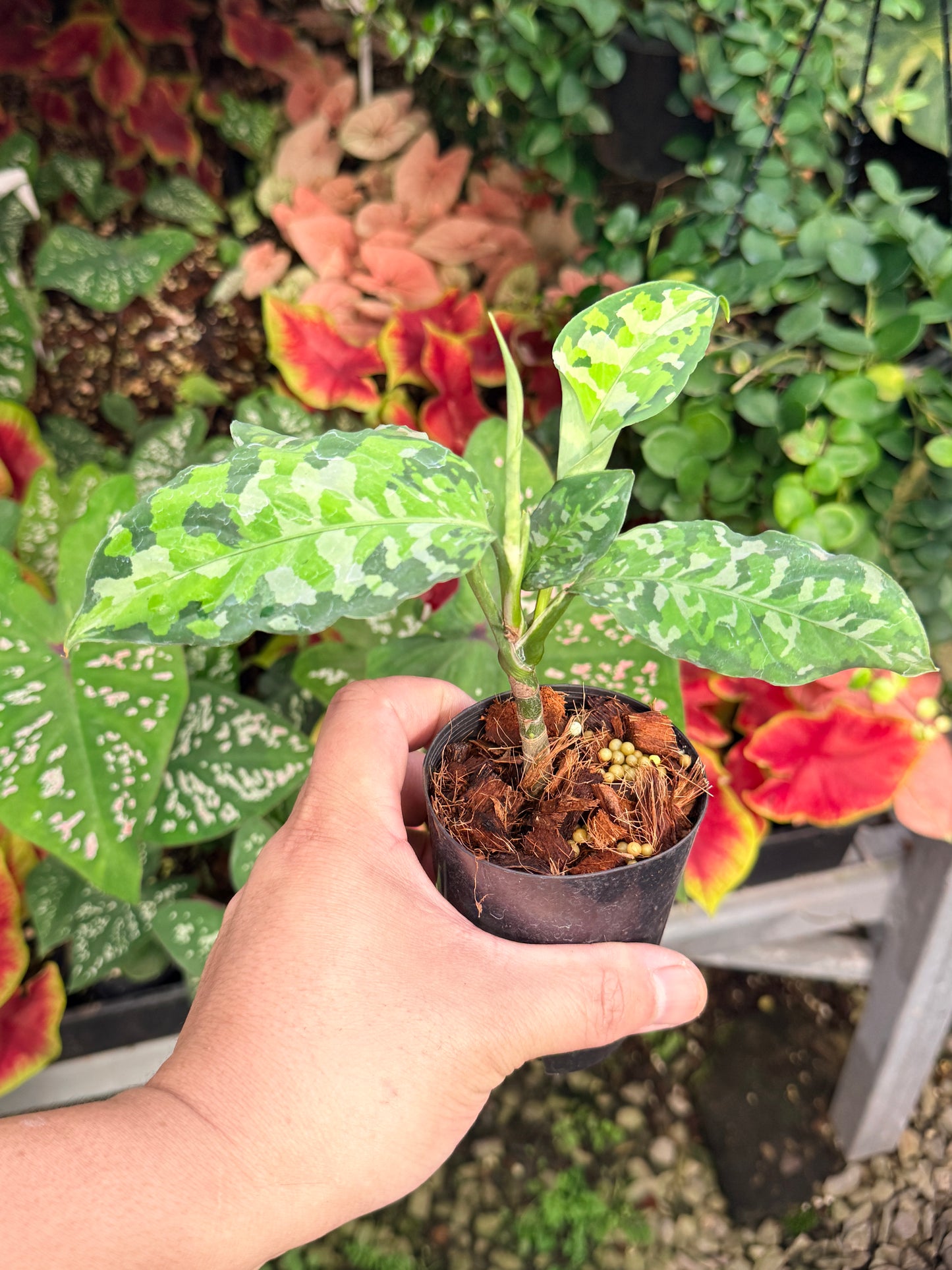 Aglaonema 'Pictum Tricolor' NONTC M6