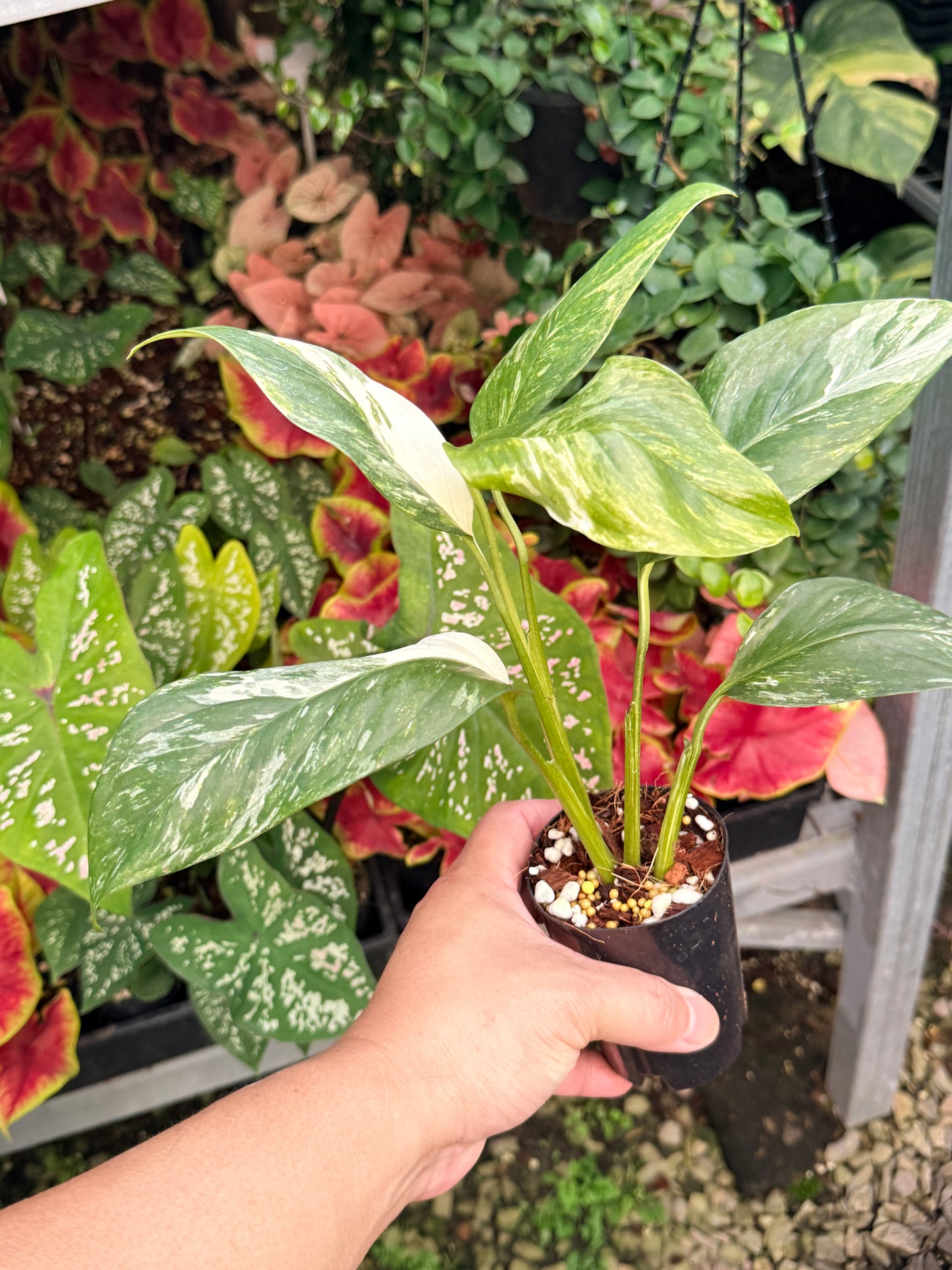 Monstera lechleriana Variegated M12