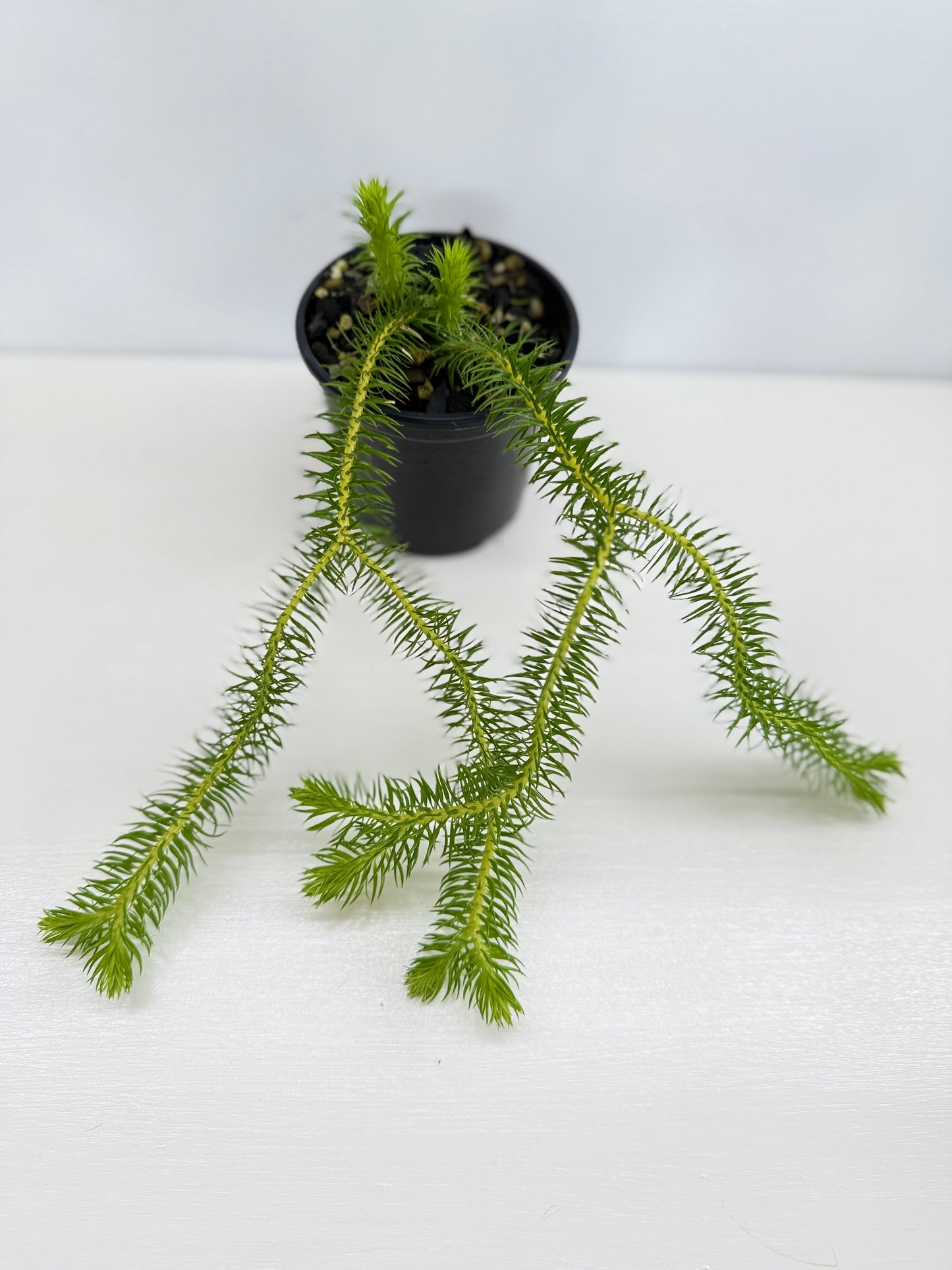 New Guinea Water Tassel Fern V22