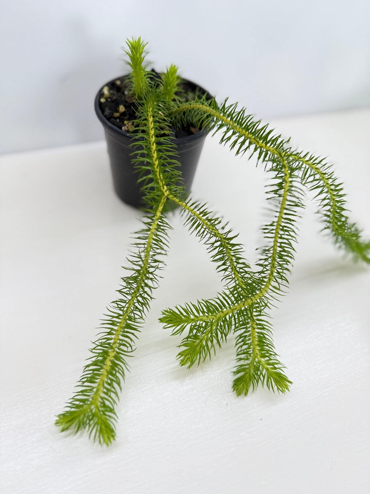 New Guinea Water Tassel Fern V22
