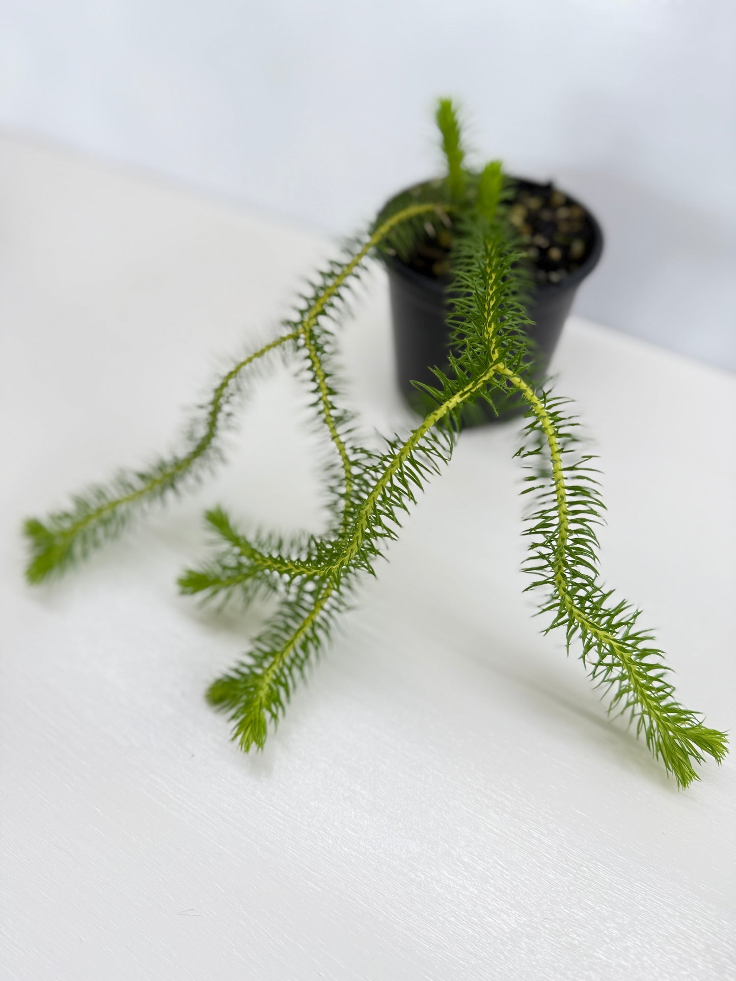 New Guinea Water Tassel Fern V22
