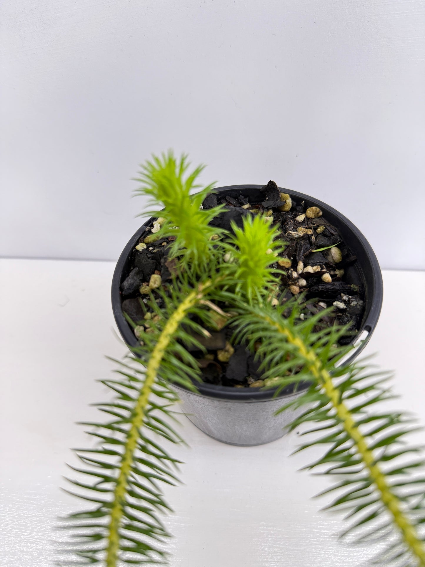 New Guinea Water Tassel Fern V22