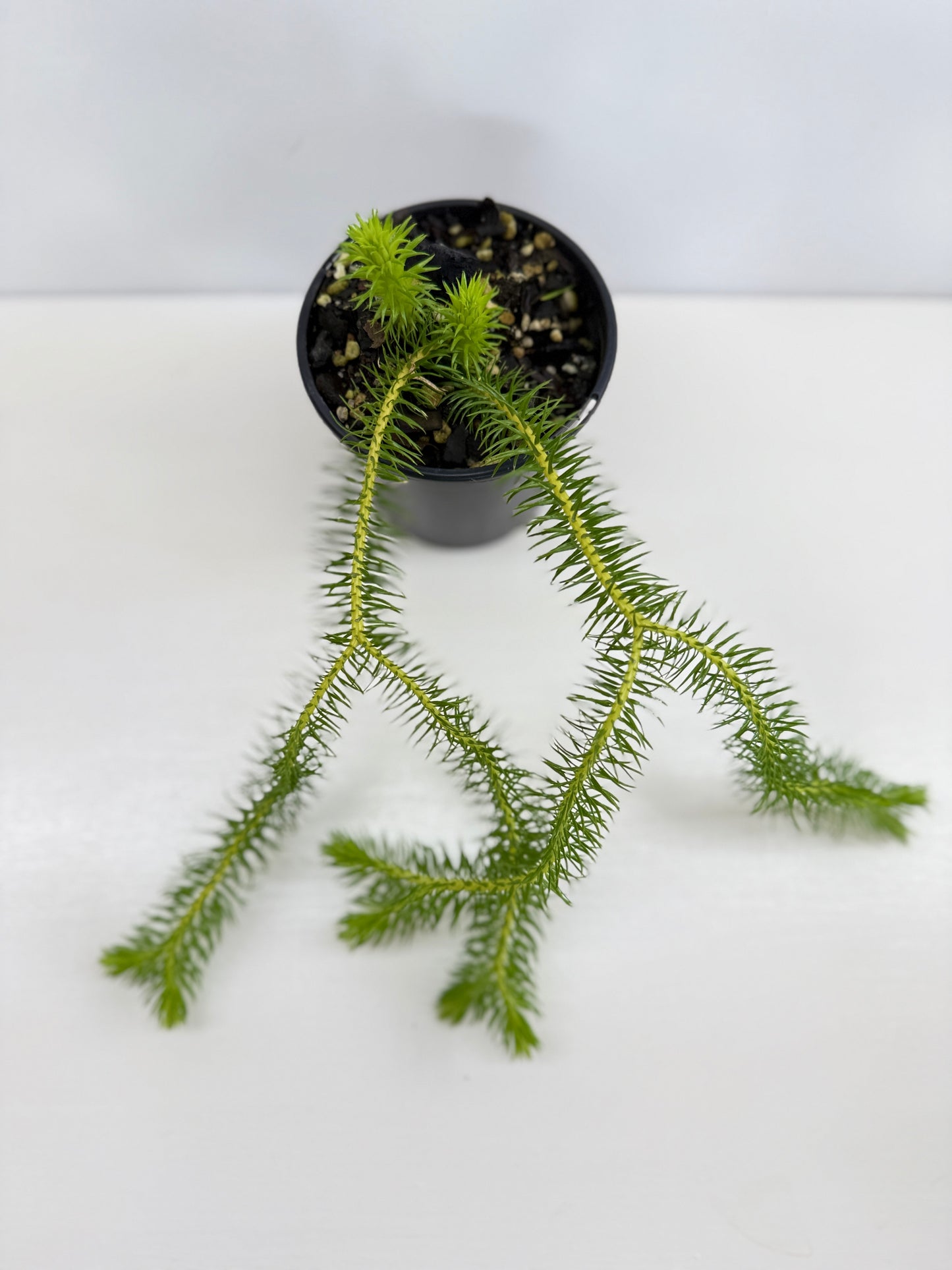 New Guinea Water Tassel Fern V22