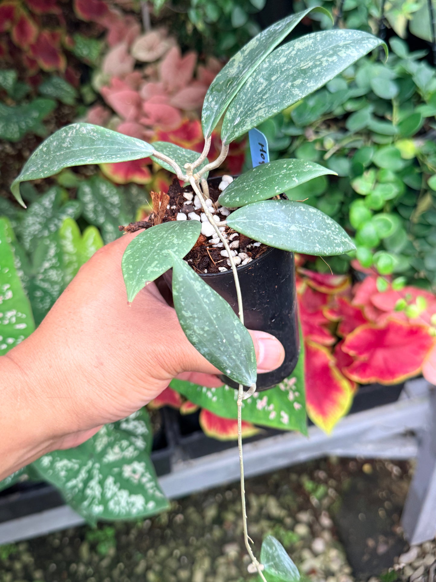 Hoya Wibergiae M9