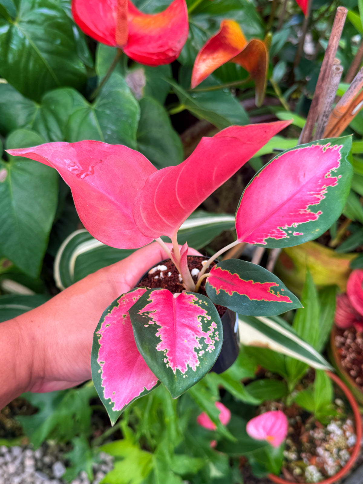 Aglaonema 'Red Thai' V33