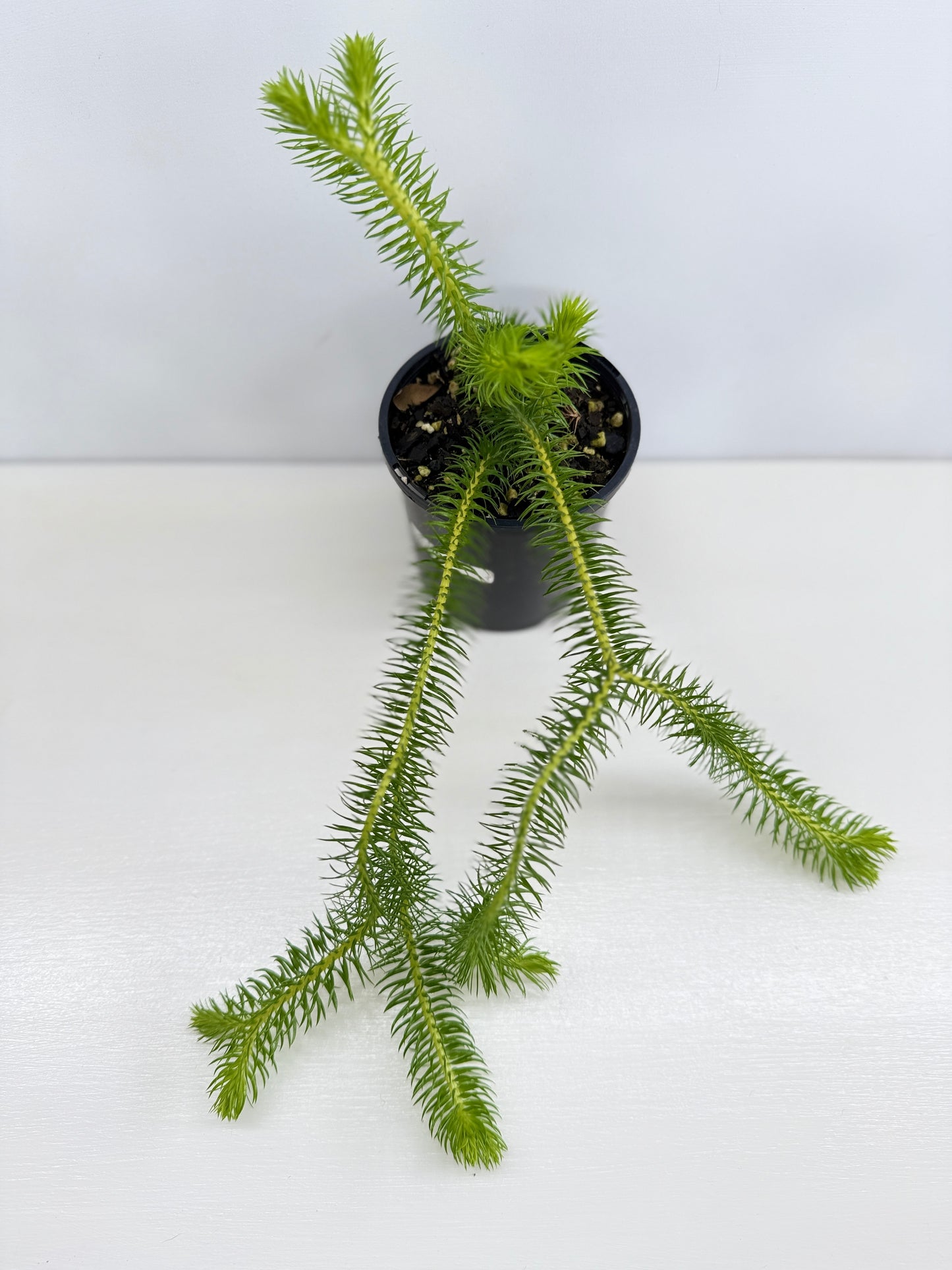 New Guinea Water Tassel Fern P69