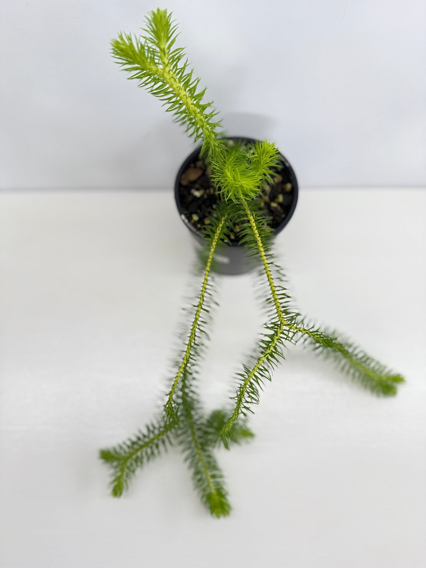 New Guinea Water Tassel Fern P69