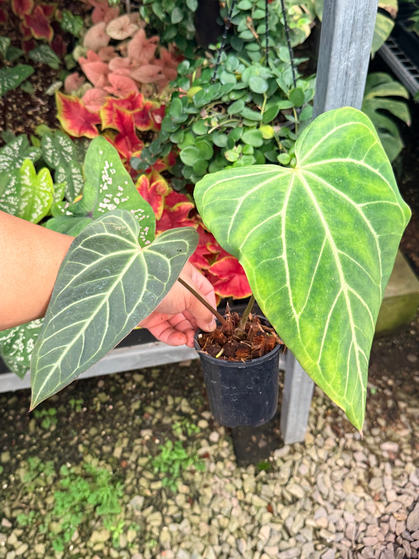 Anthurium Hybrid M7