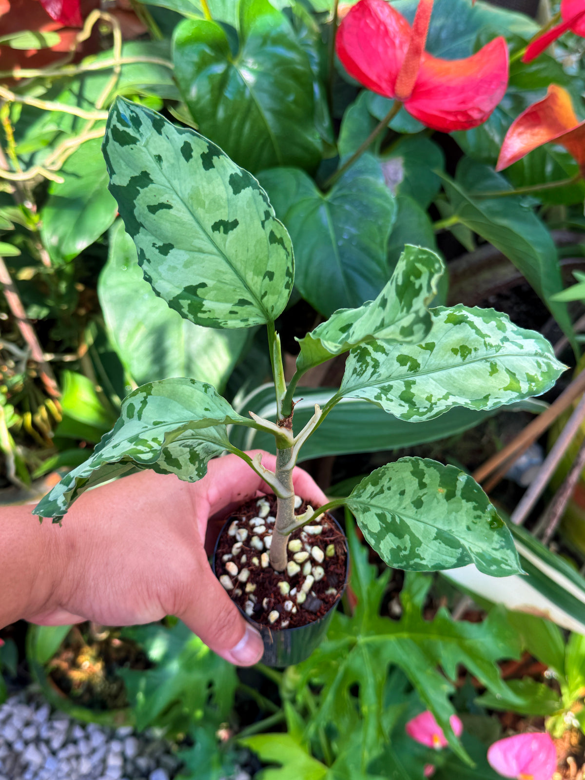 Aglaonema Pictum Tricolor Hybrid V31