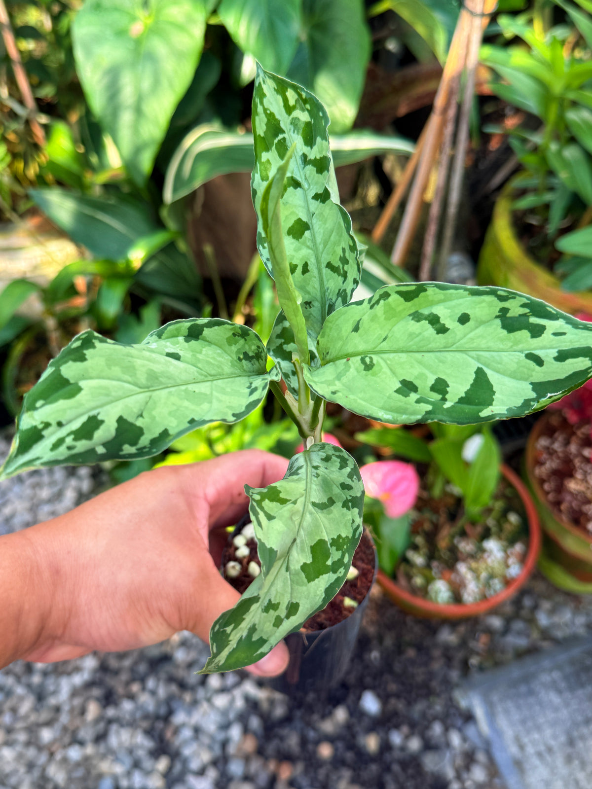 Aglaonema 'Pictum Tricolor' Hybrid V32
