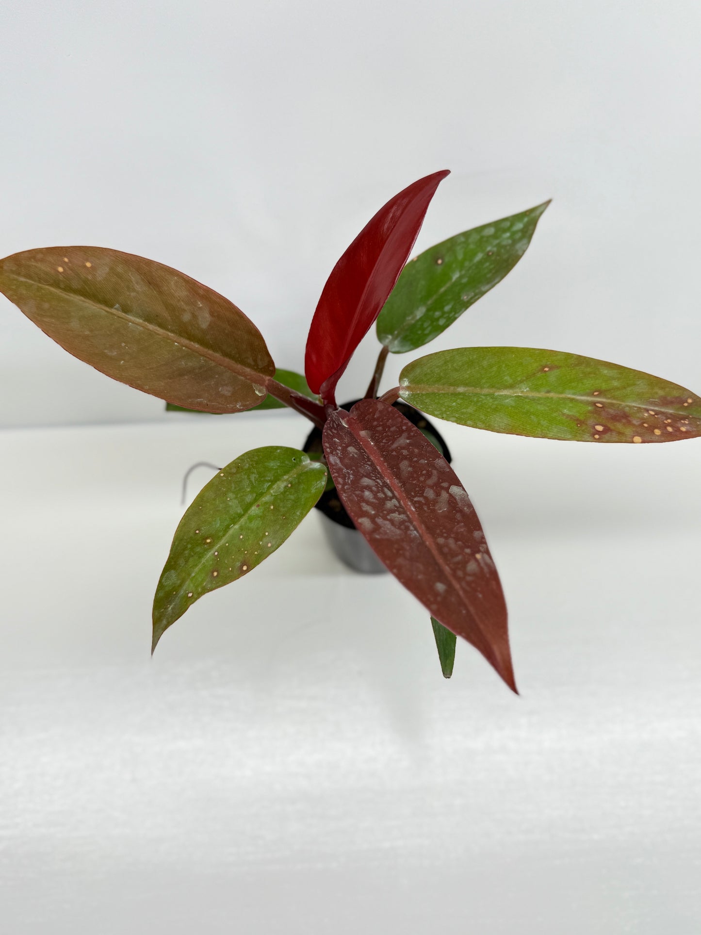 Philodendron Red Sun - Best Pick of the Crop!