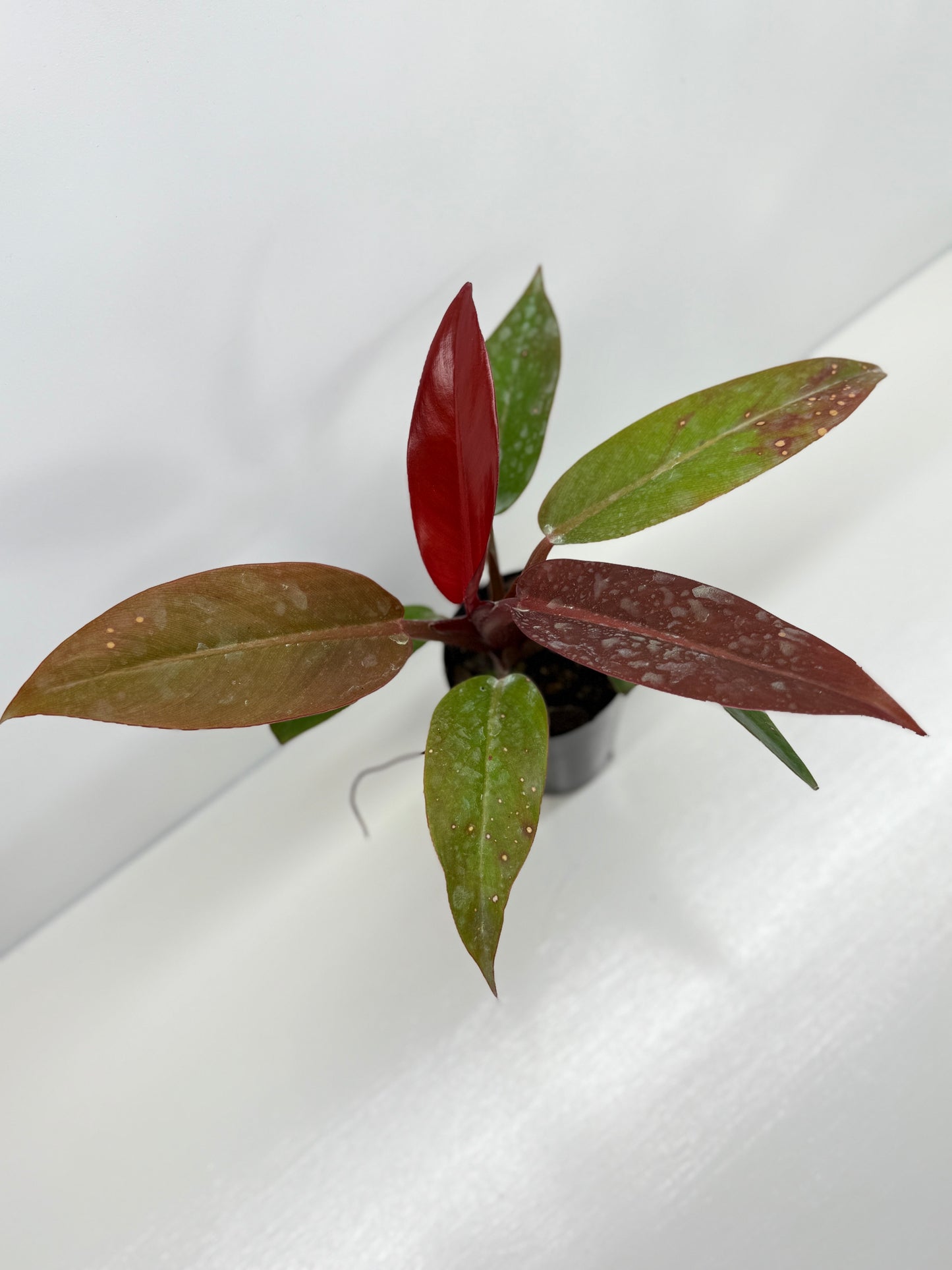 Philodendron Red Sun - Best Pick of the Crop!