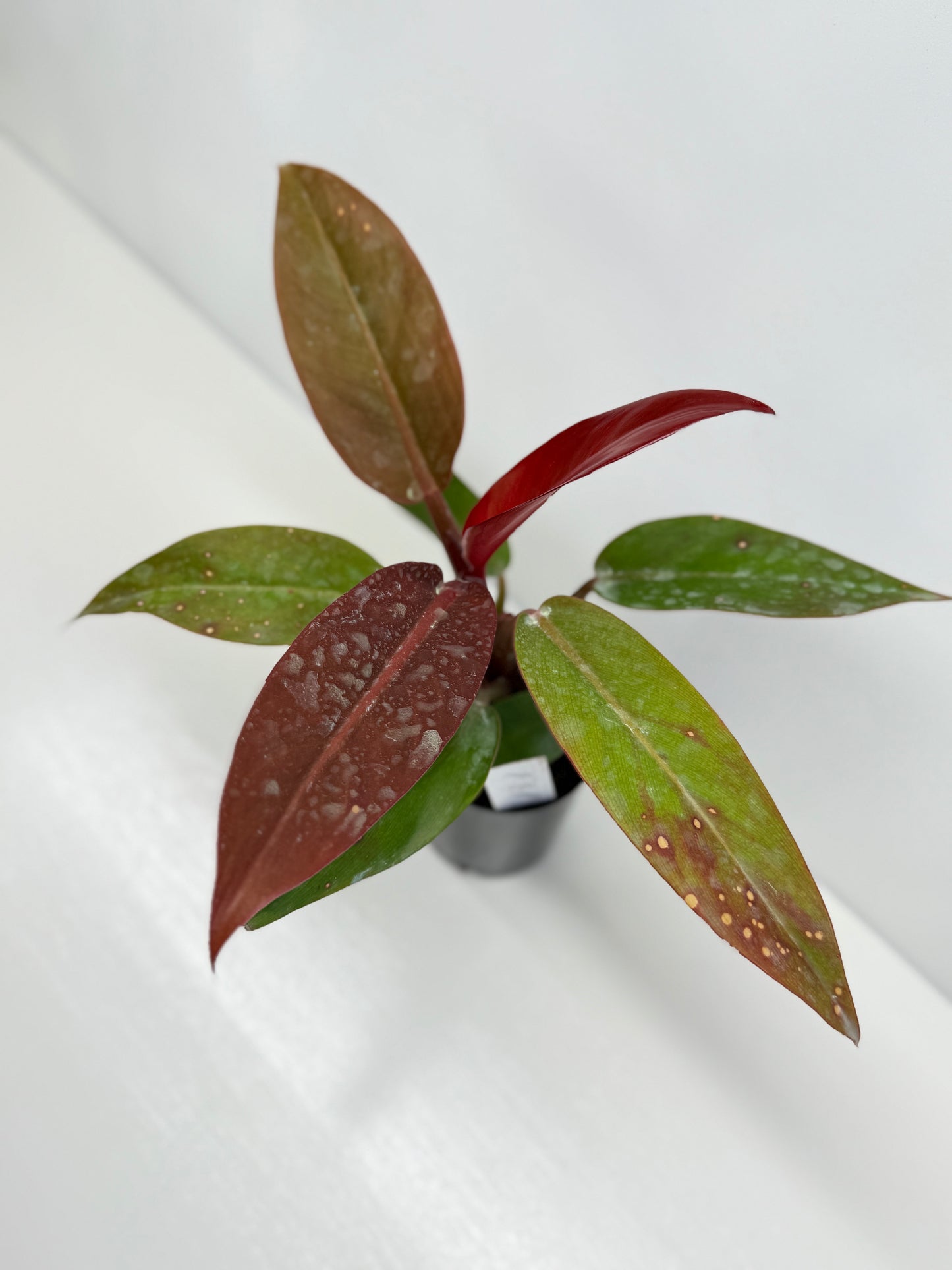 Philodendron Red Sun - Best Pick of the Crop!