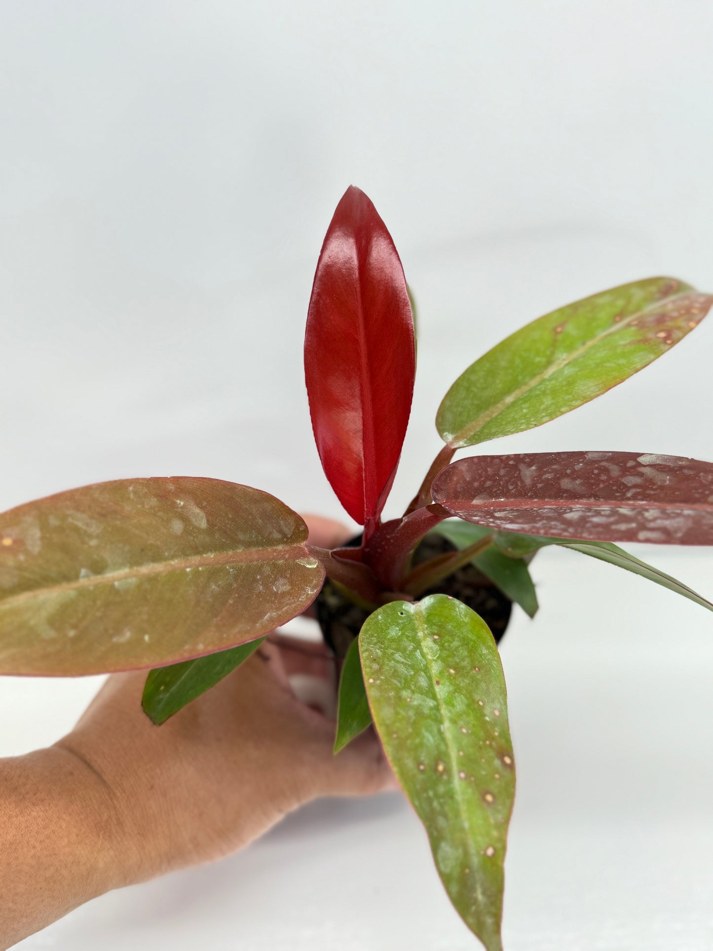 Philodendron Red Sun - Best Pick of the Crop!
