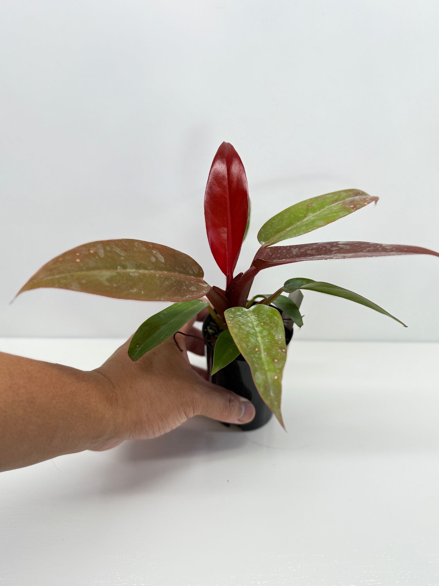 Philodendron Red Sun - Best Pick of the Crop!