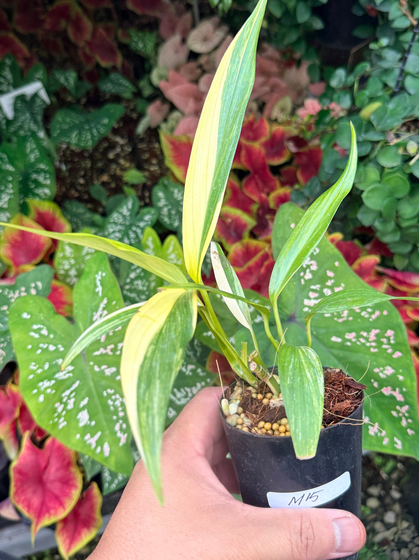 Epipremnum amplissimum Variegata M15