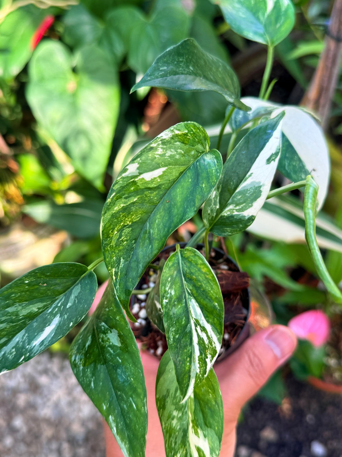 Epipremnum pinnatum 'Albo' V30