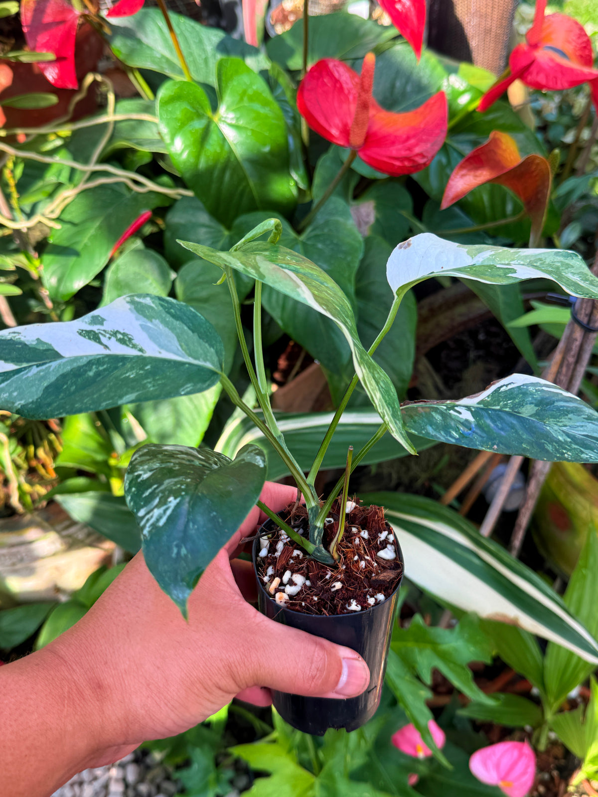 Epipremnum pinnatum 'Albo' V29