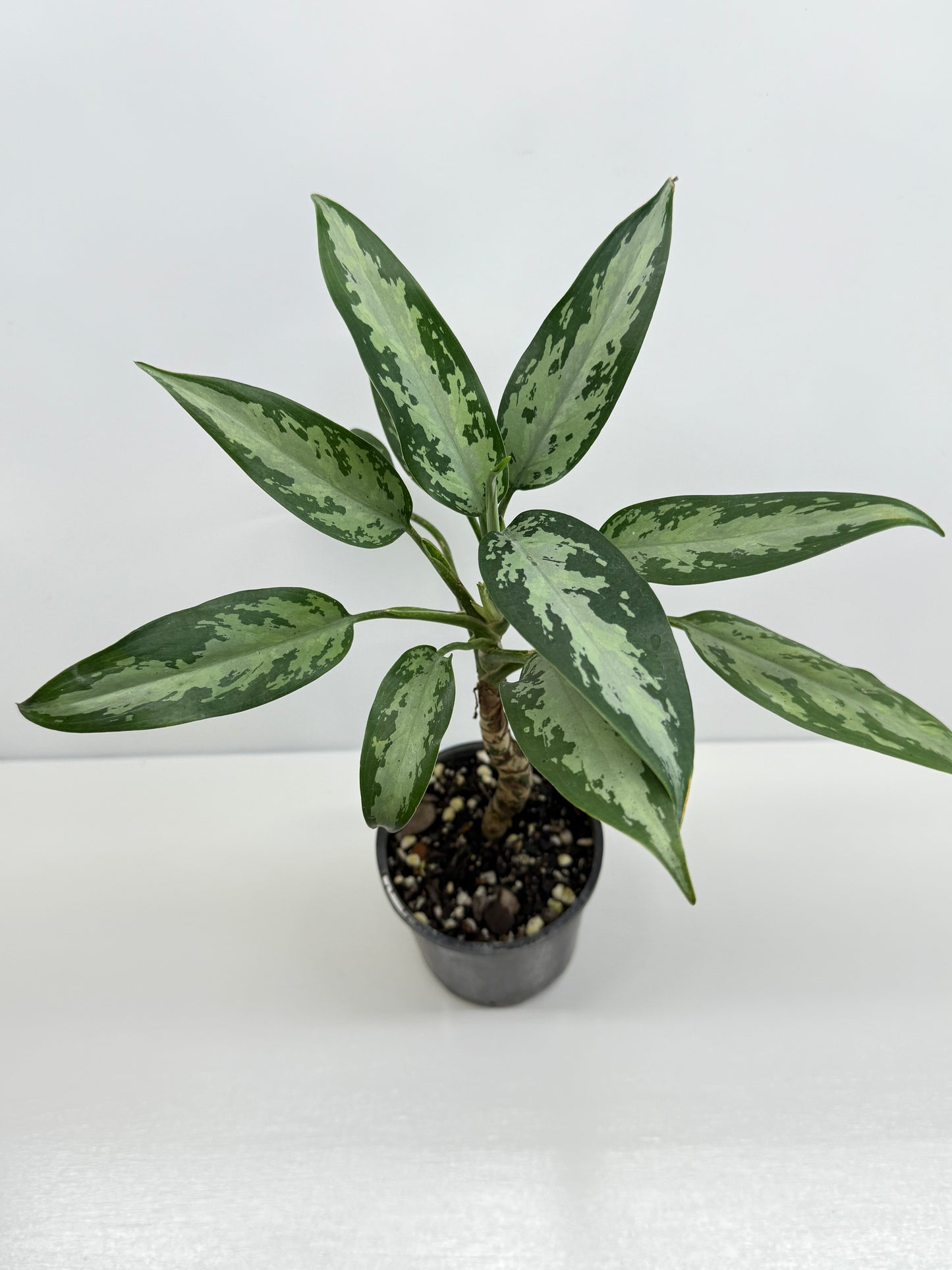 Aglaonema Jubilee U76