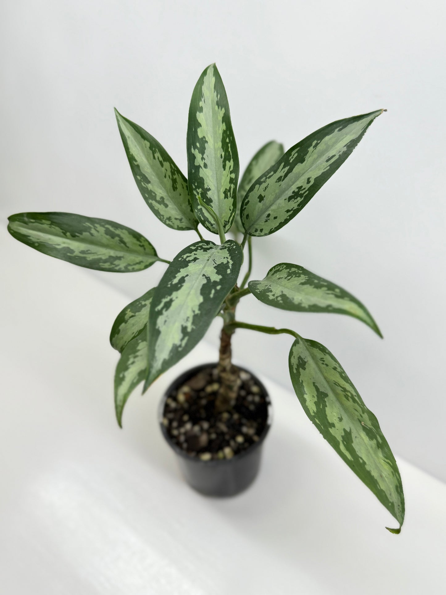 Aglaonema Jubilee U76