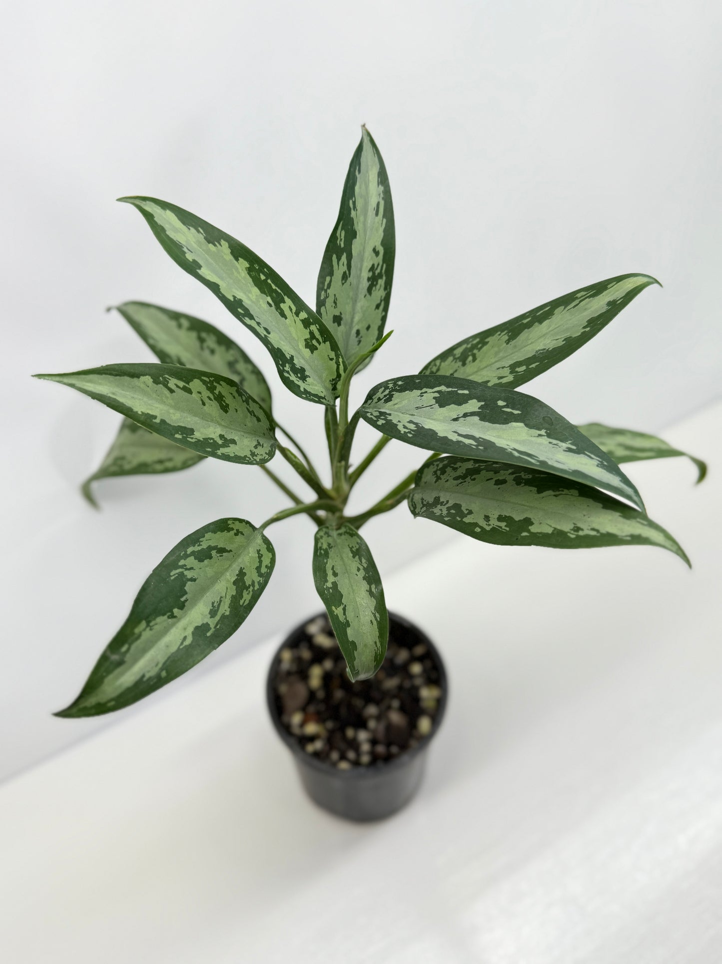 Aglaonema Jubilee U76