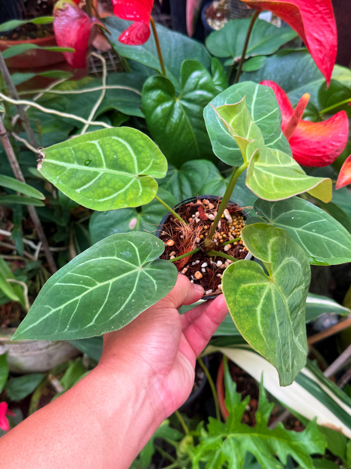 Anthurium Hybrid JS x MAS x FORG x MAS V23