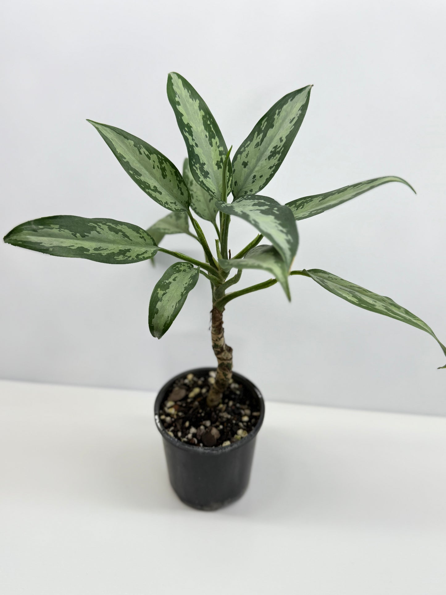 Aglaonema Jubilee - Rarely Offered U76