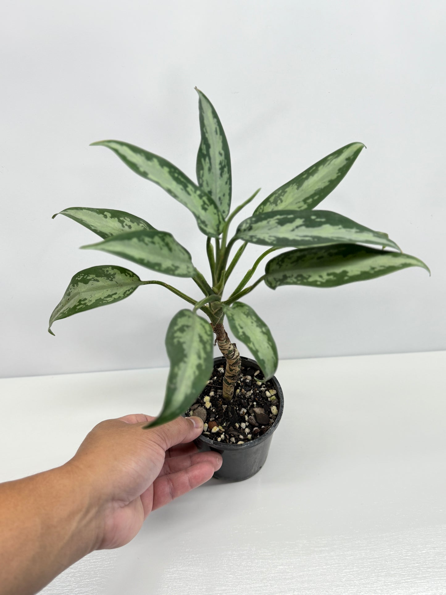 Aglaonema Jubilee - Rarely Offered U76