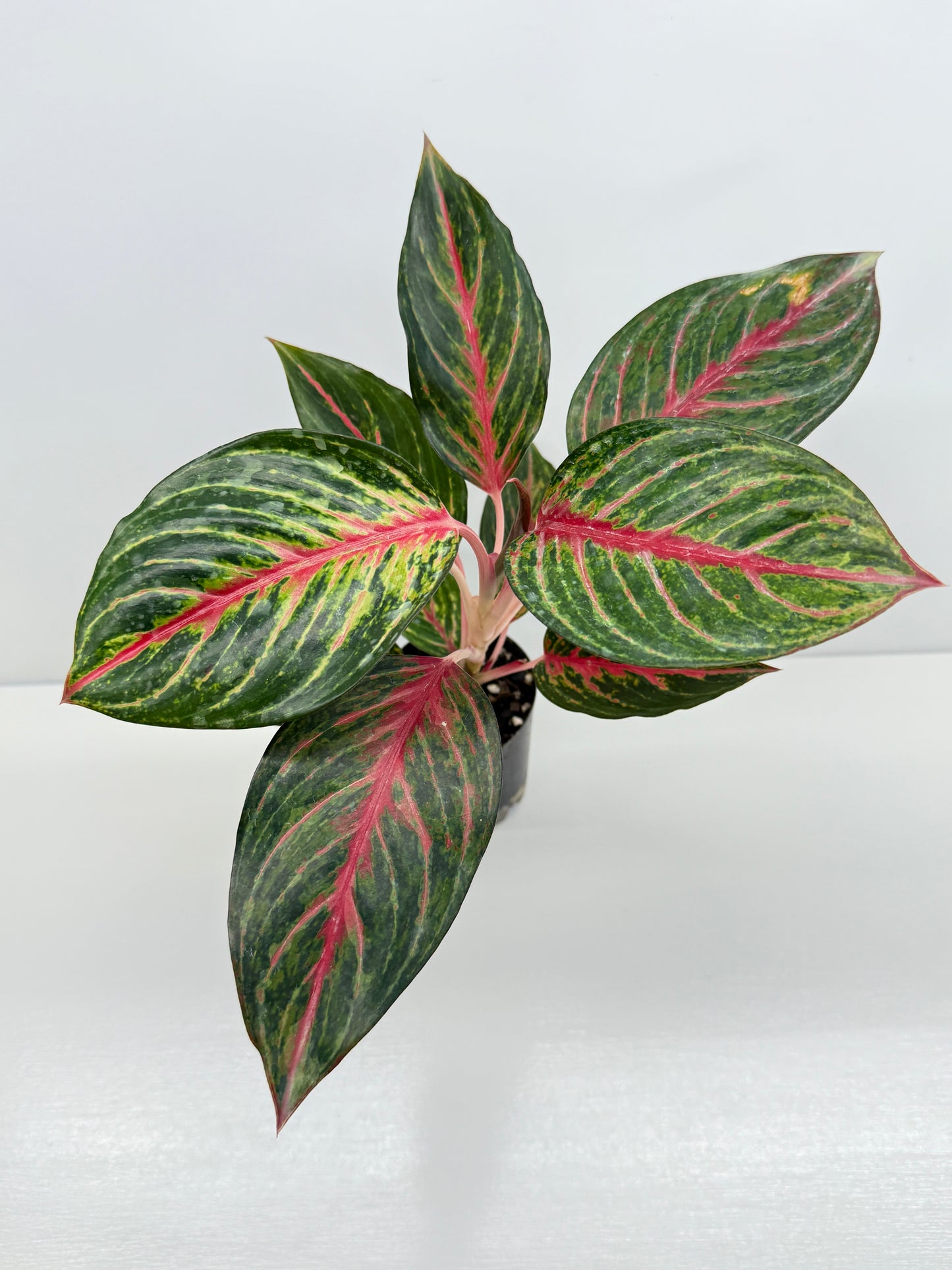 Aglaonema Red Emerald - Best Pick of the Crop!