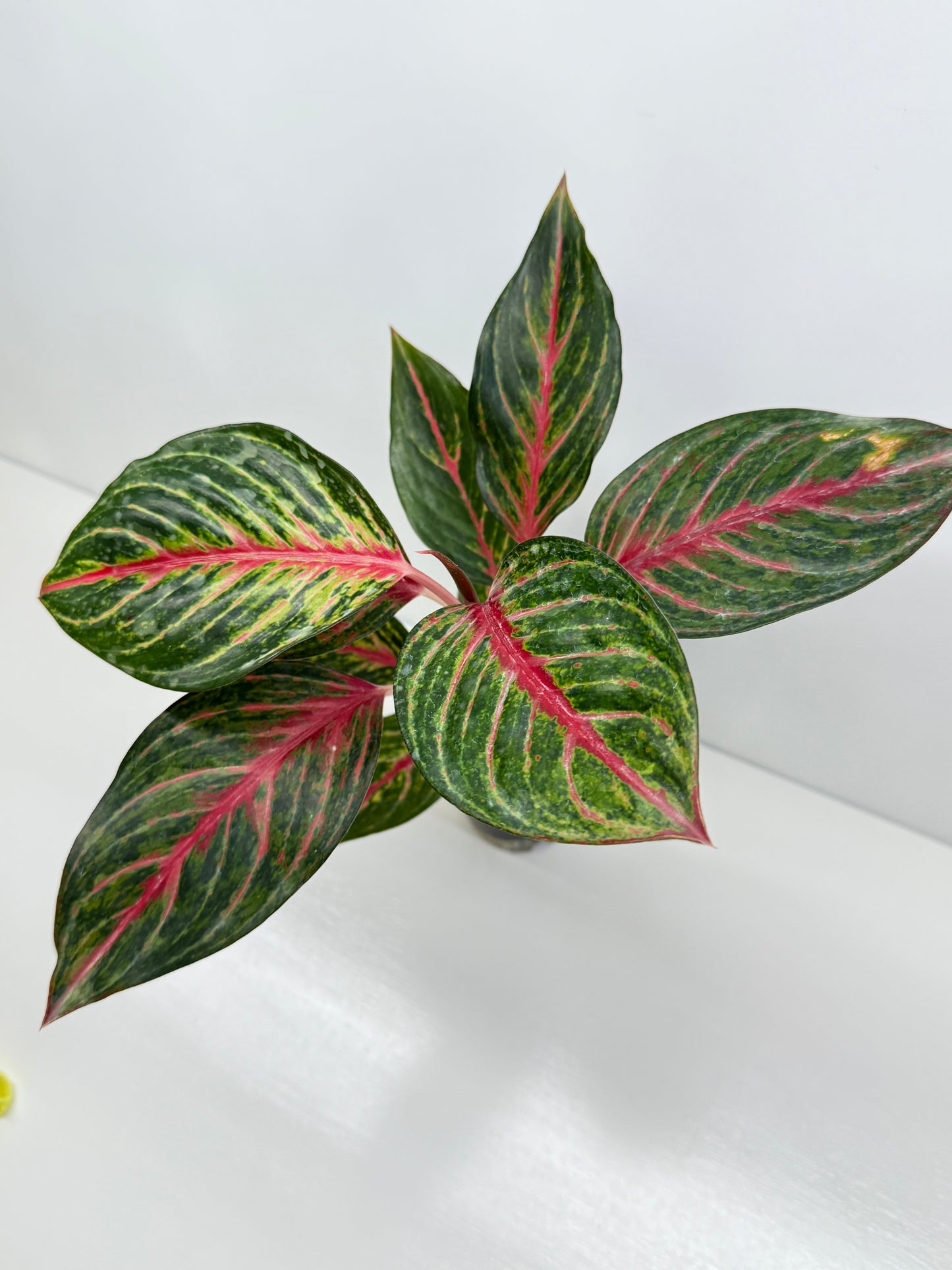 Aglaonema Red Emerald - Best Pick of the Crop!