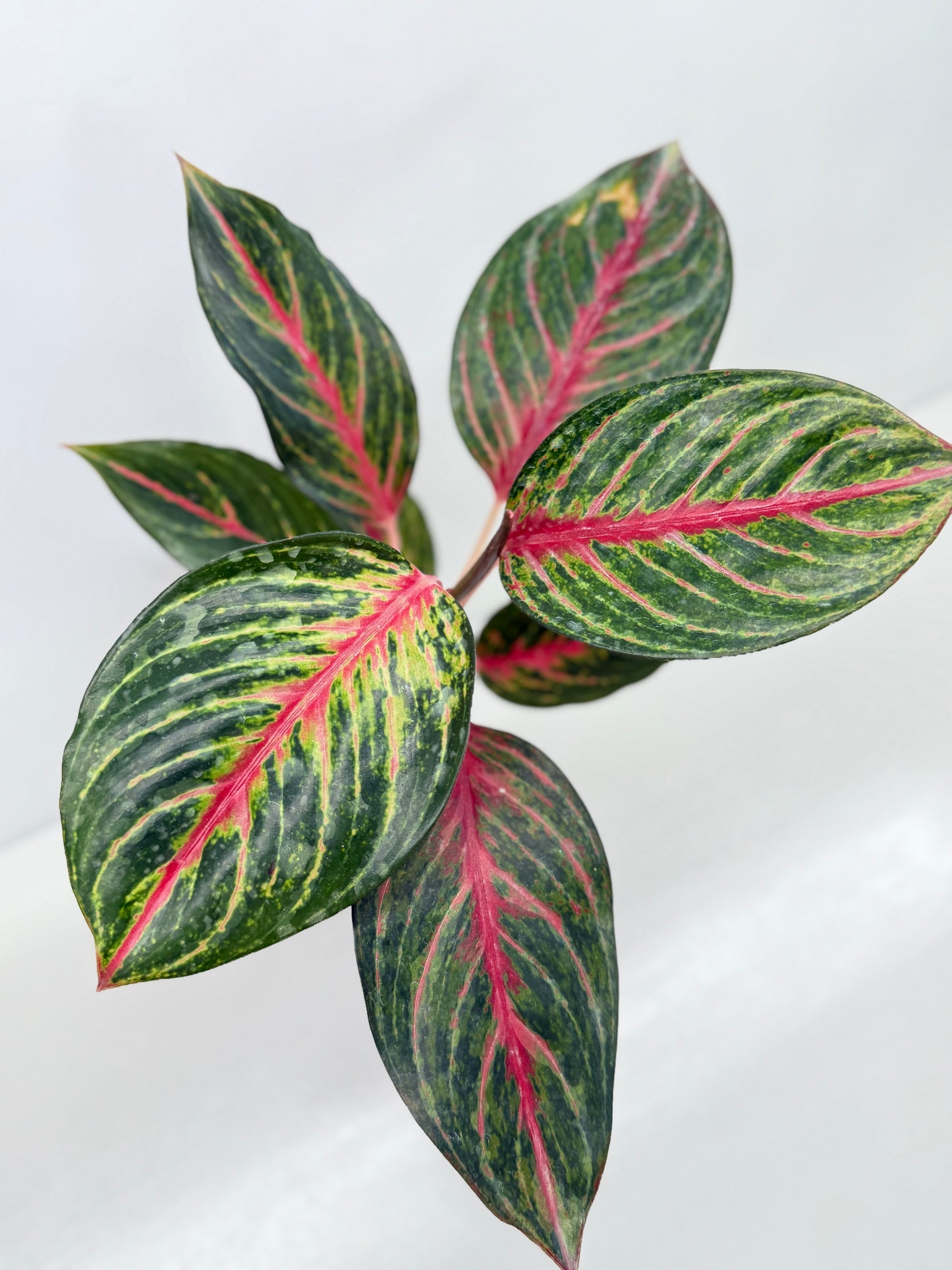 Aglaonema Red Emerald - Best Pick of the Crop!