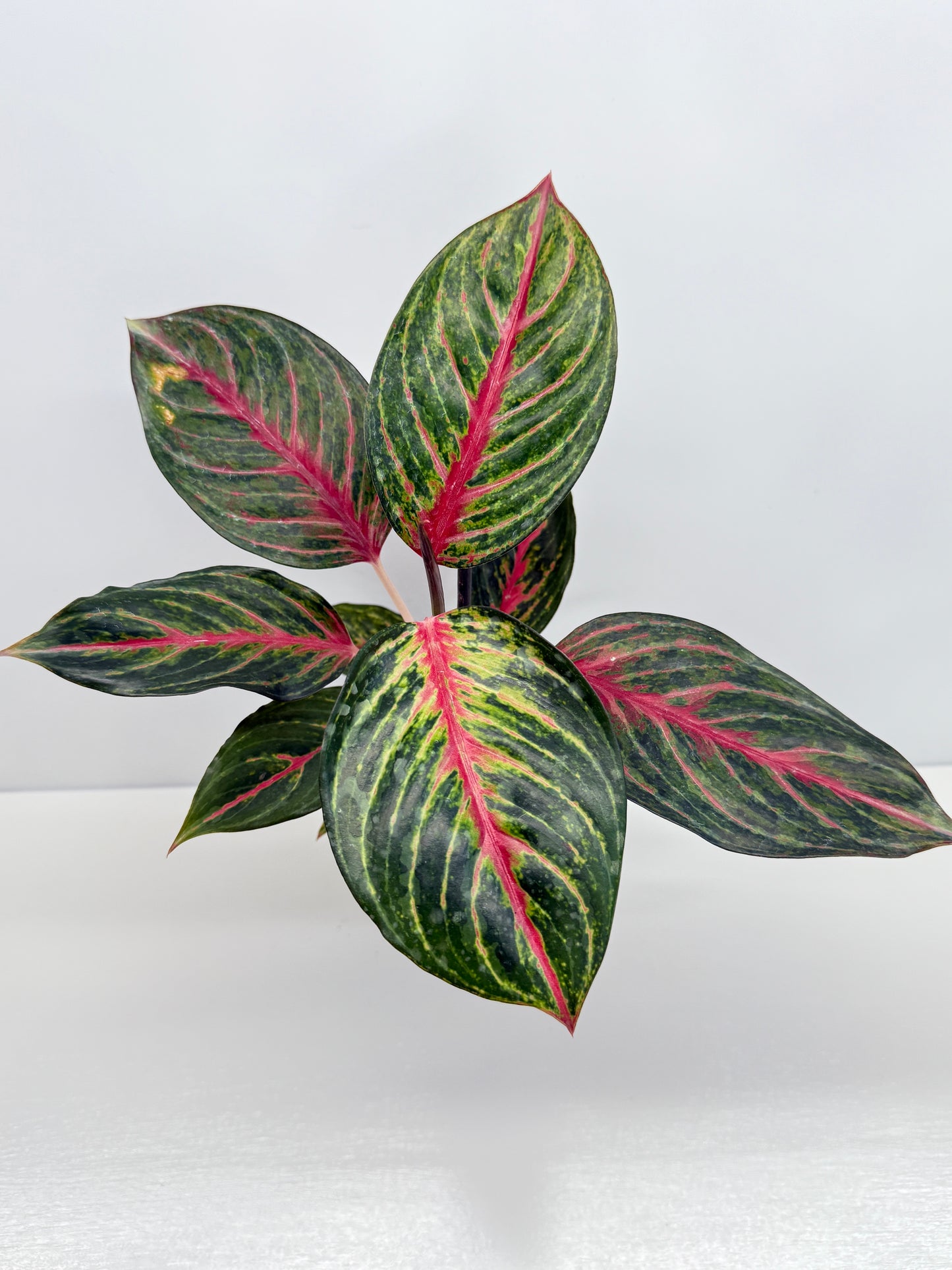 Aglaonema Red Emerald - Best Pick of the Crop!