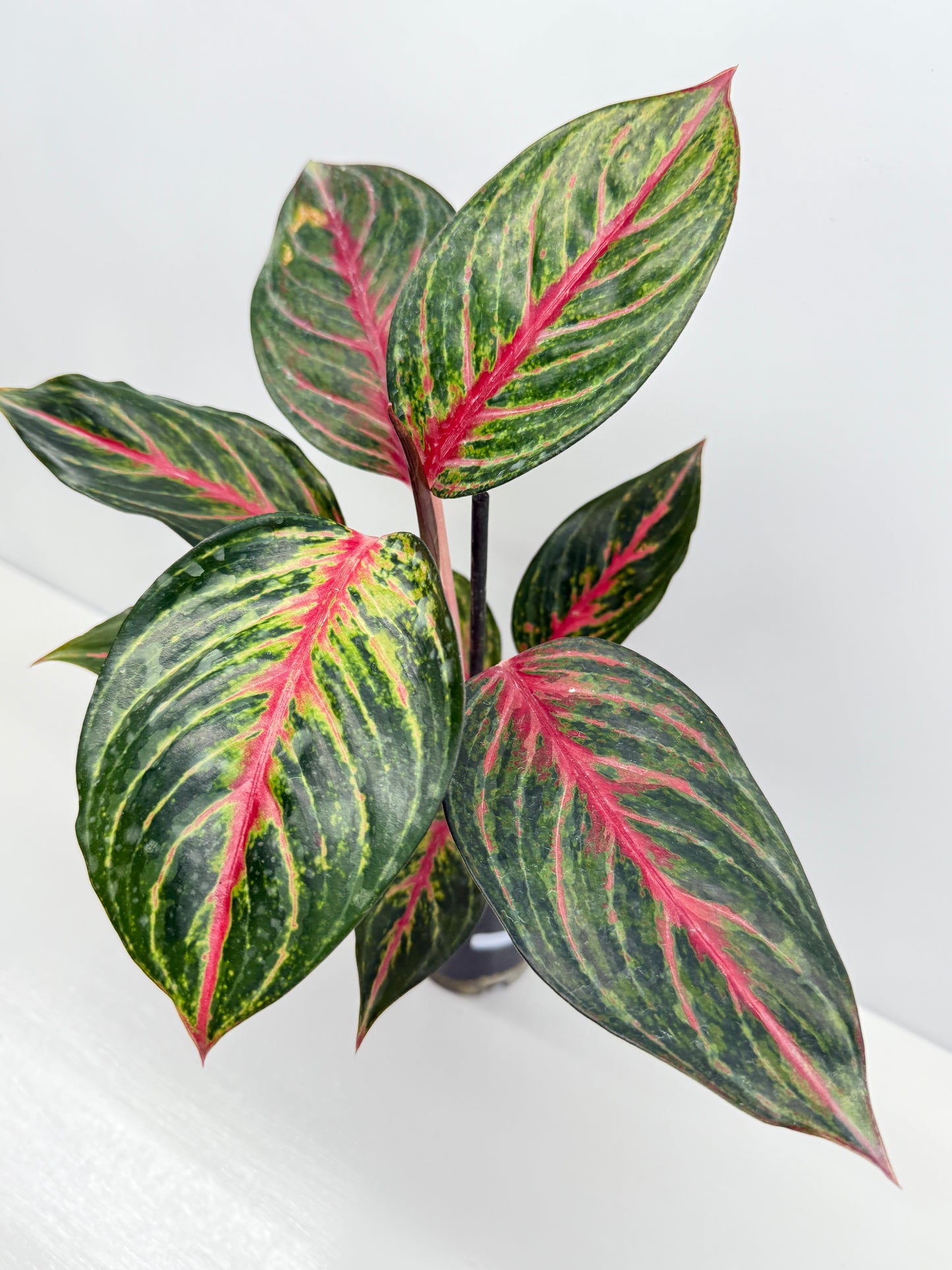 Aglaonema Red Emerald - Best Pick of the Crop!