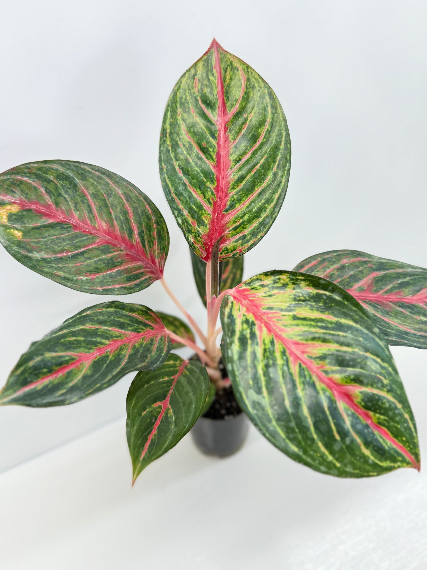 Aglaonema Red Emerald - Best Pick of the Crop!
