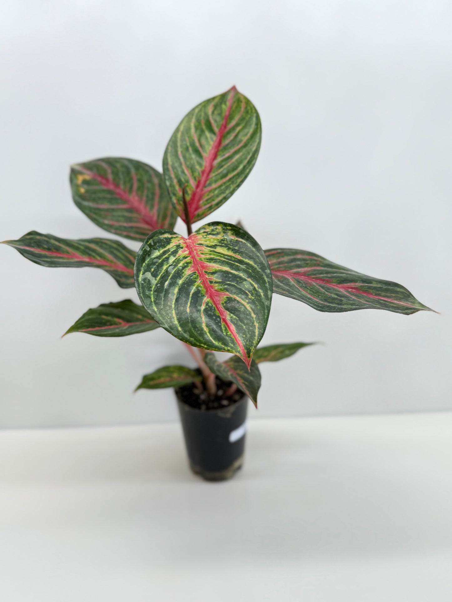 Aglaonema Red Emerald - Best Pick of the Crop!