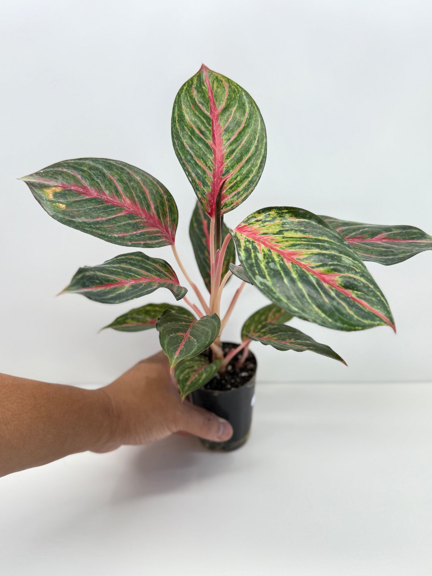 Aglaonema Red Emerald - Best Pick of the Crop!