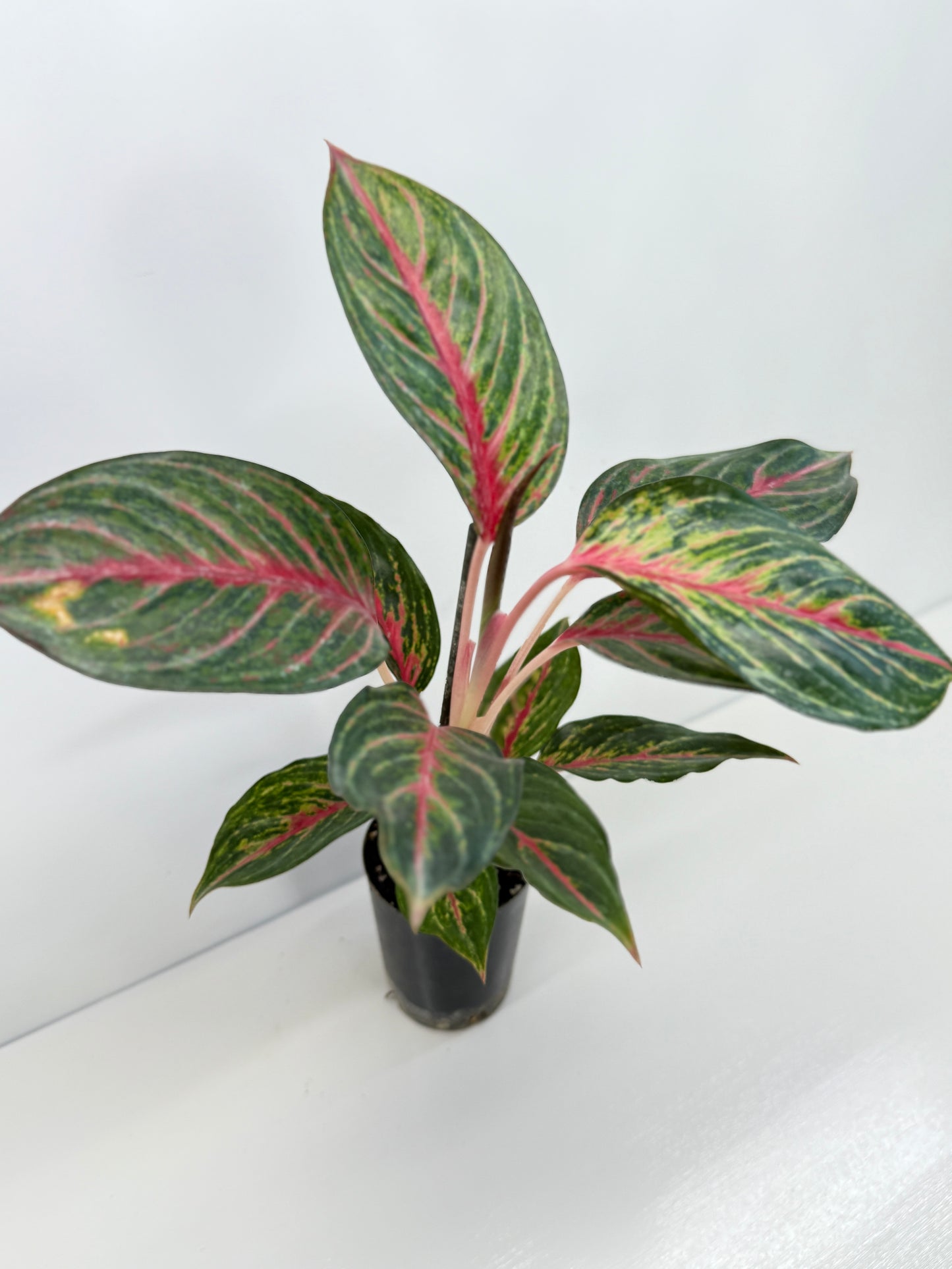 Aglaonema Red Emerald - Best Pick of the Crop!