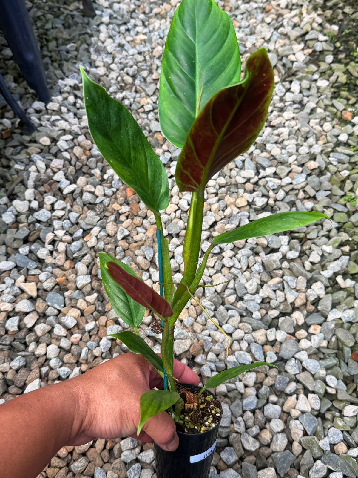 Philodendron 'Subhastum Variegated' R83
