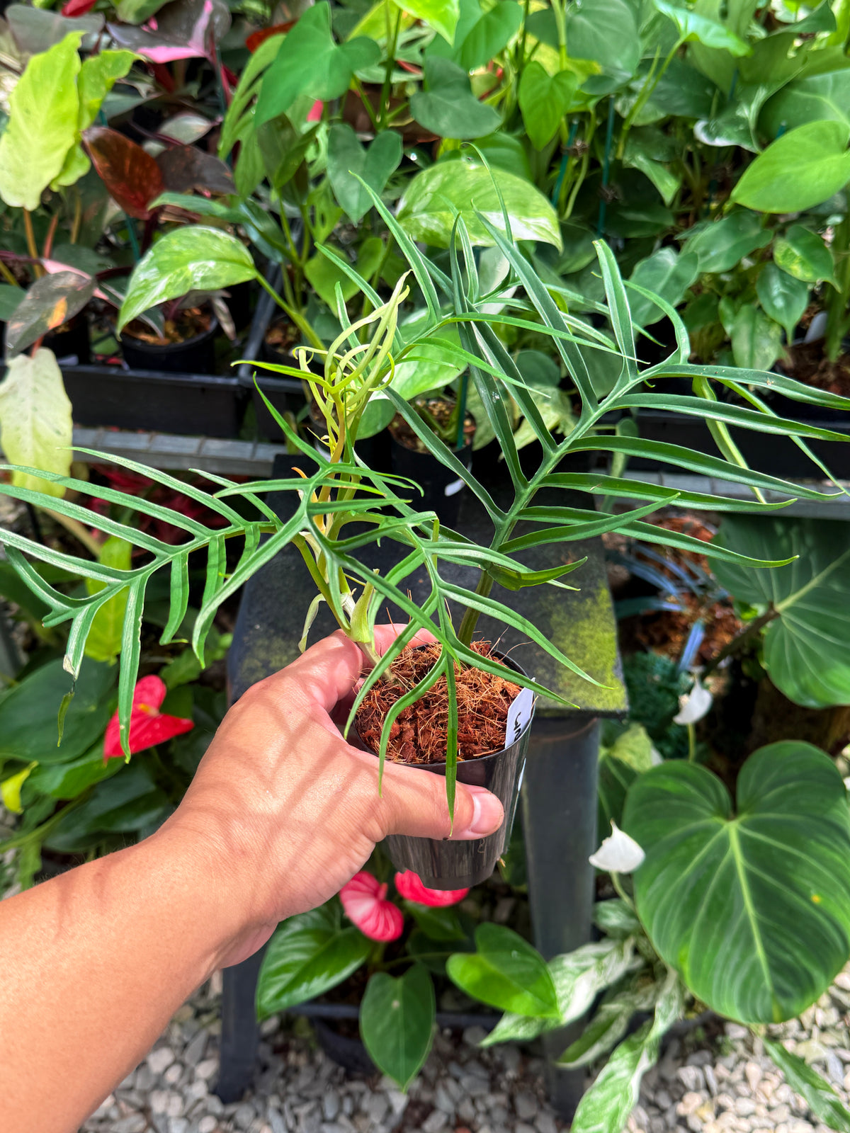 Philodendron 'Tortum' V18